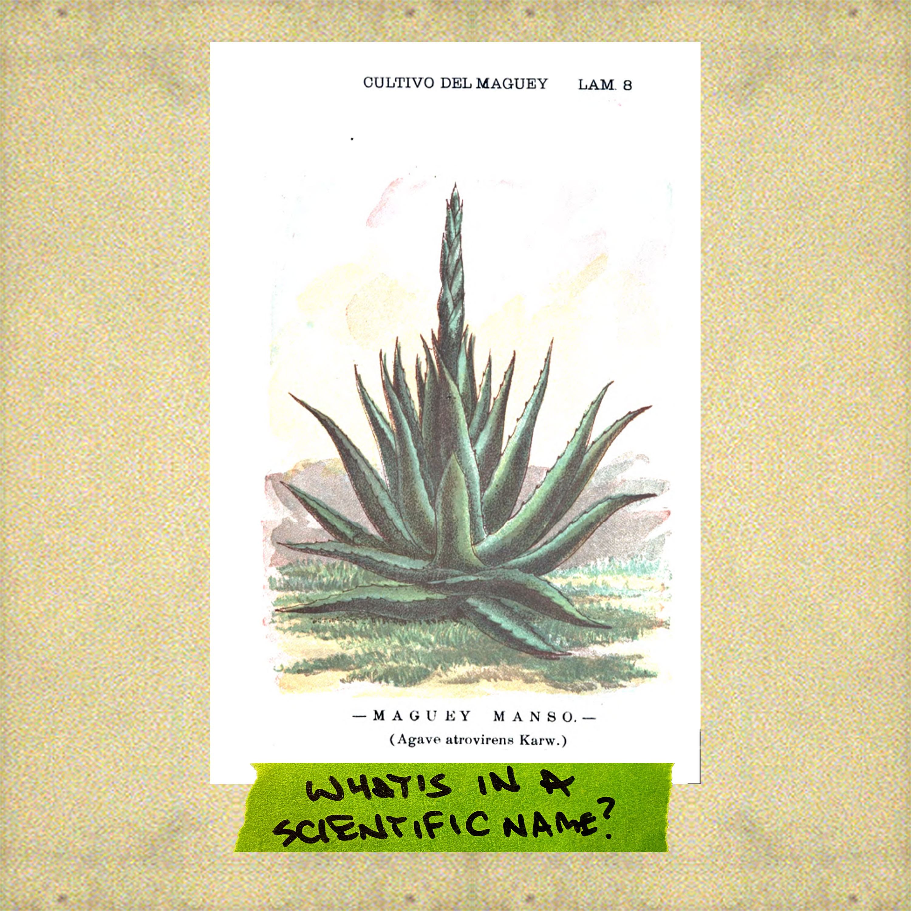 Play What’s in a scientific name?