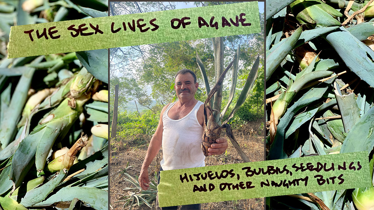 The sex lives of agave: hijuelos, bulbils, and seedlings