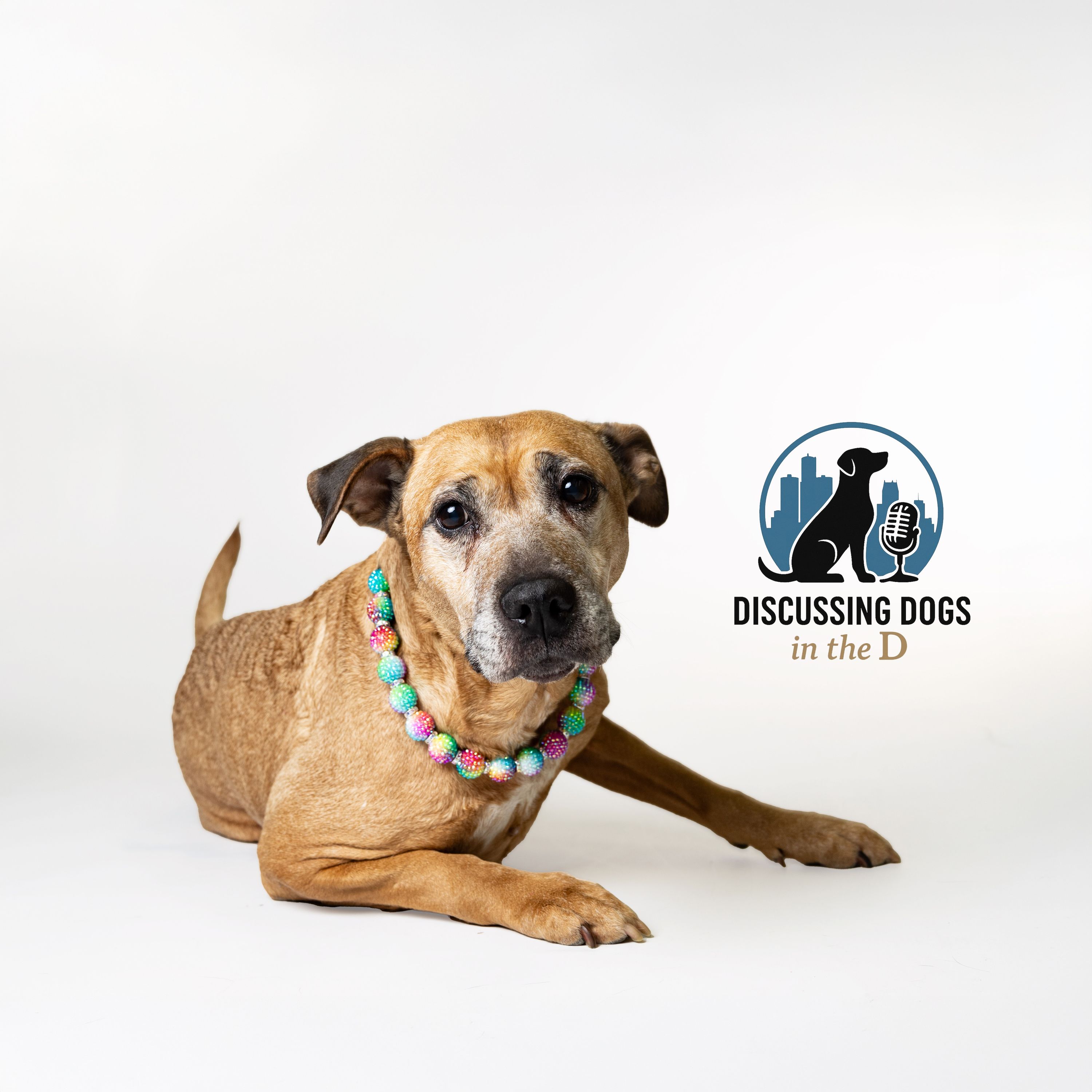 Life-Saving Photography: How Shelter Photos Get Dogs Adopted
