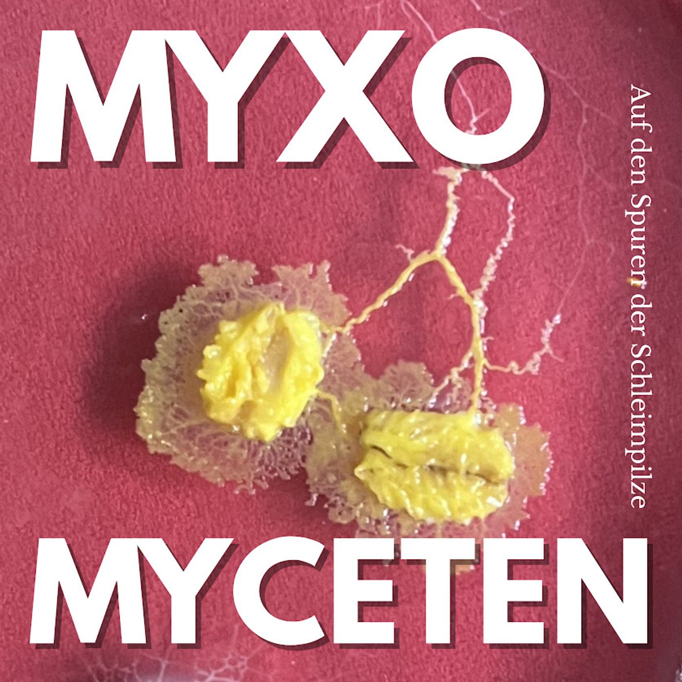 #039 I Cytologie 12d. Schleimpilze. Experimente und Laborarbeit. Gastbeitrag von Anna Bursac episode artwork
