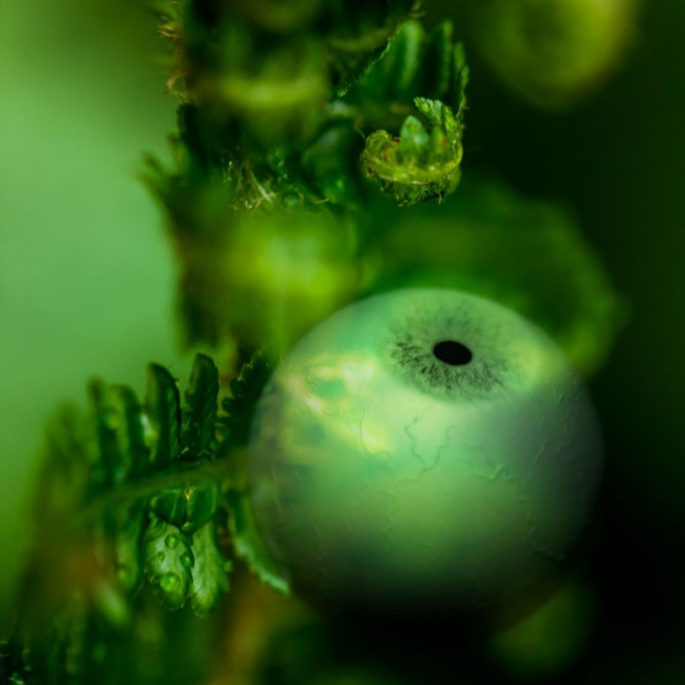 Võrgustikud looduses ja kunstis