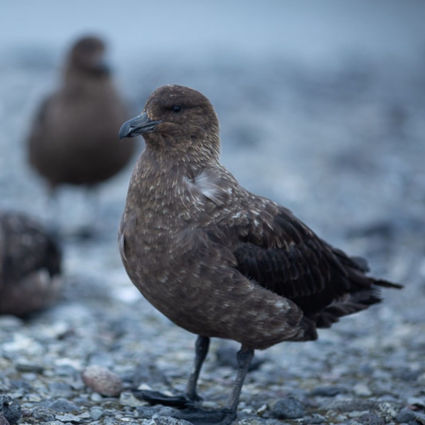 Skua Symphony Slow Radio