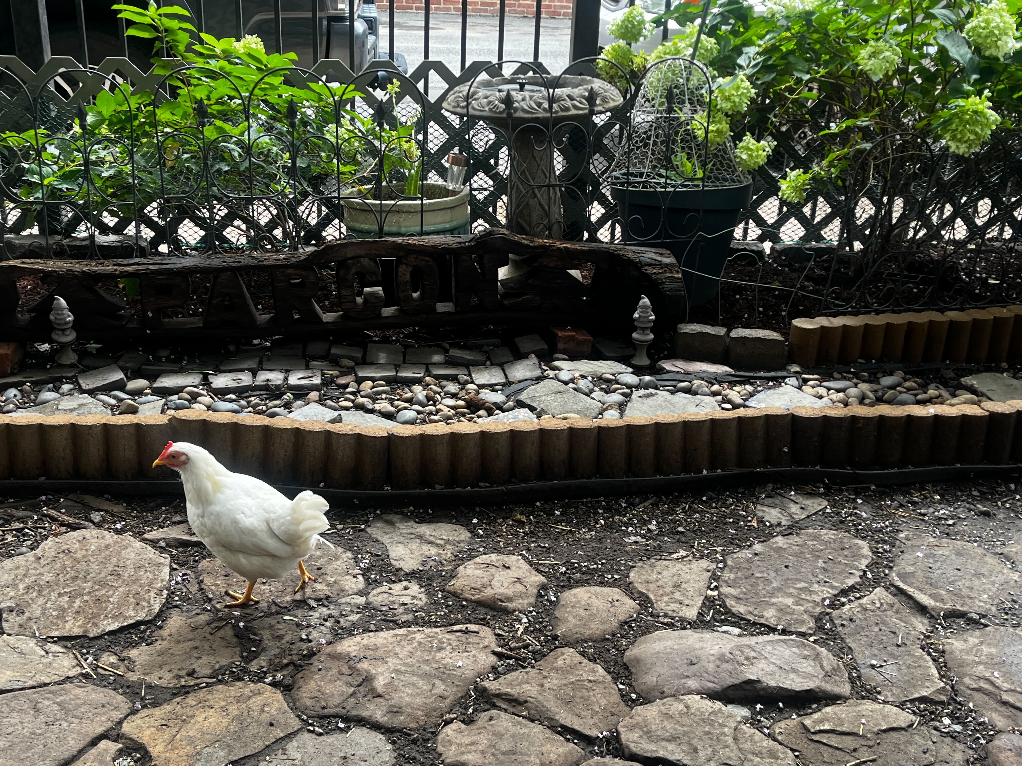 Why More City Dwellers Are Raising Chickens