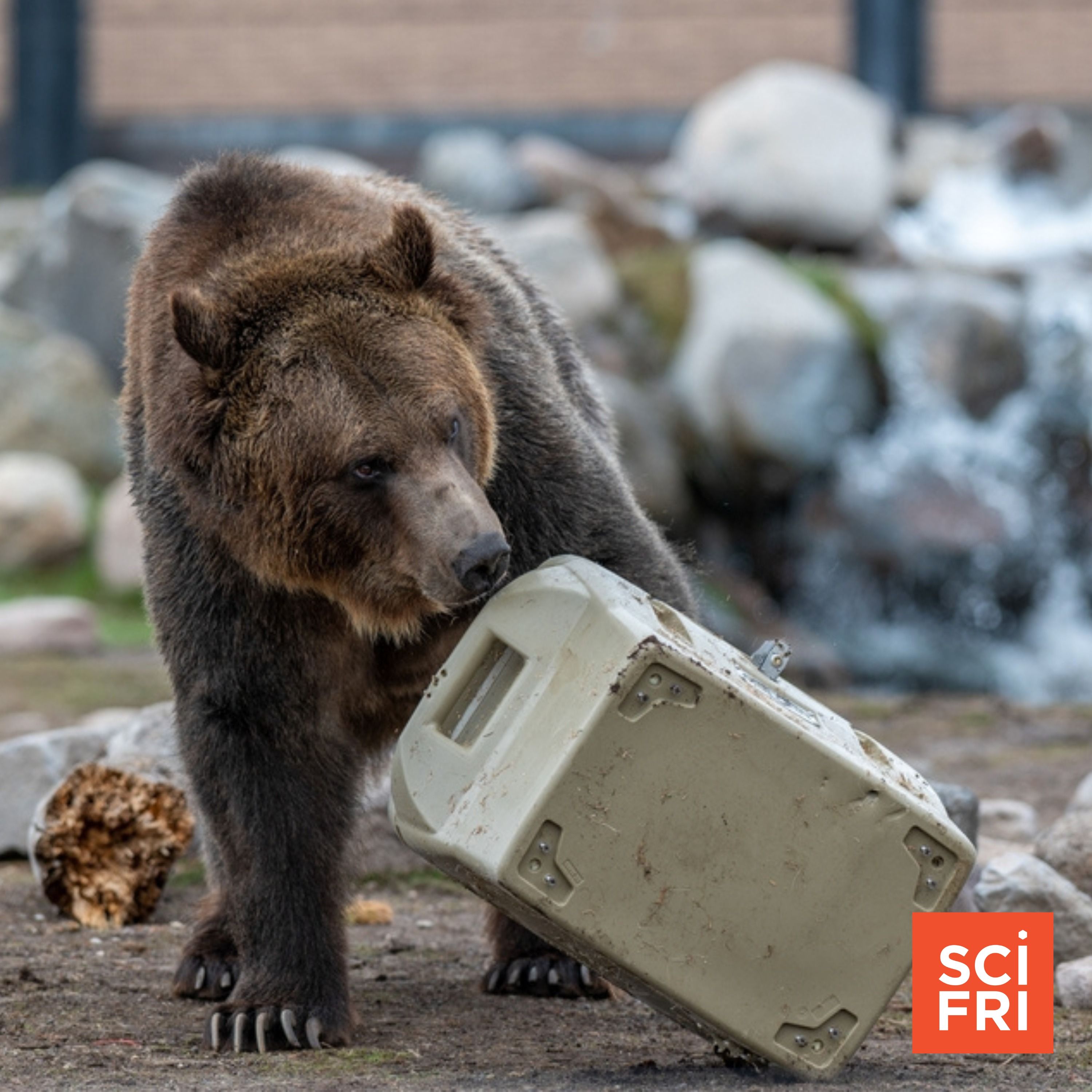 Is that garbage can bear resistant? These bears will find out Episode cover