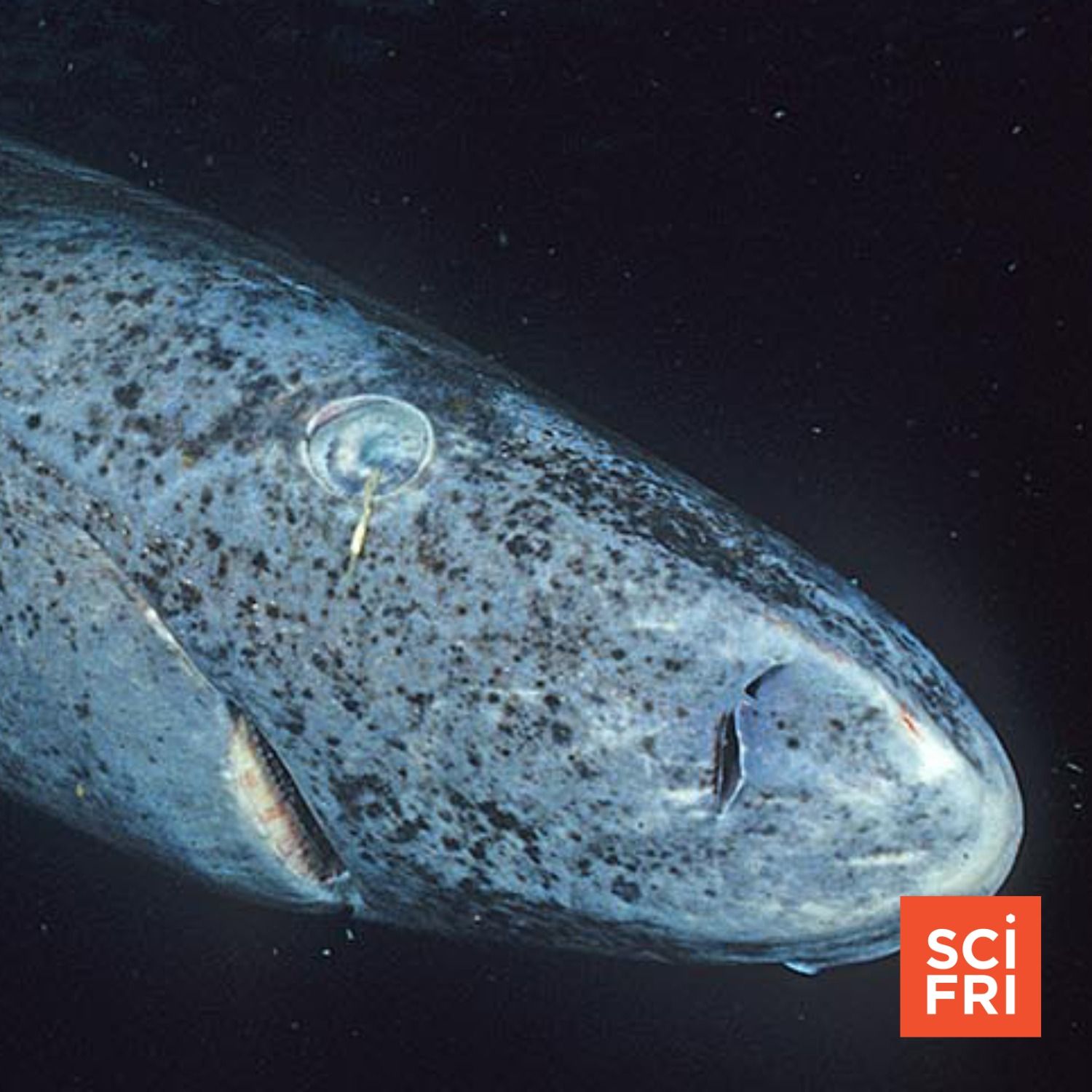 What Greenland Sharks Are Teaching Us About Aging Eyes
