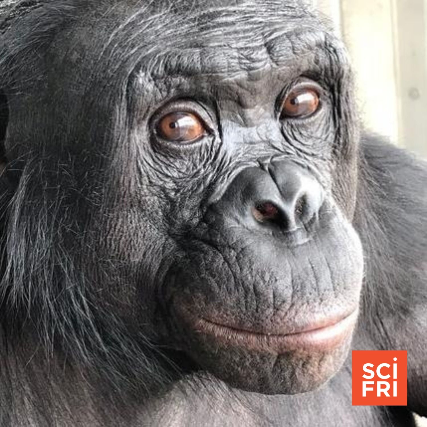 What A Tea Party With A Bonobo Taught Us About Imagination