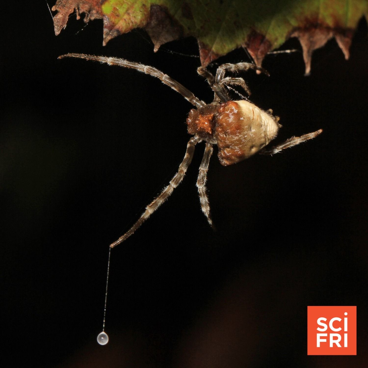 Harnessing the superpowers of silk