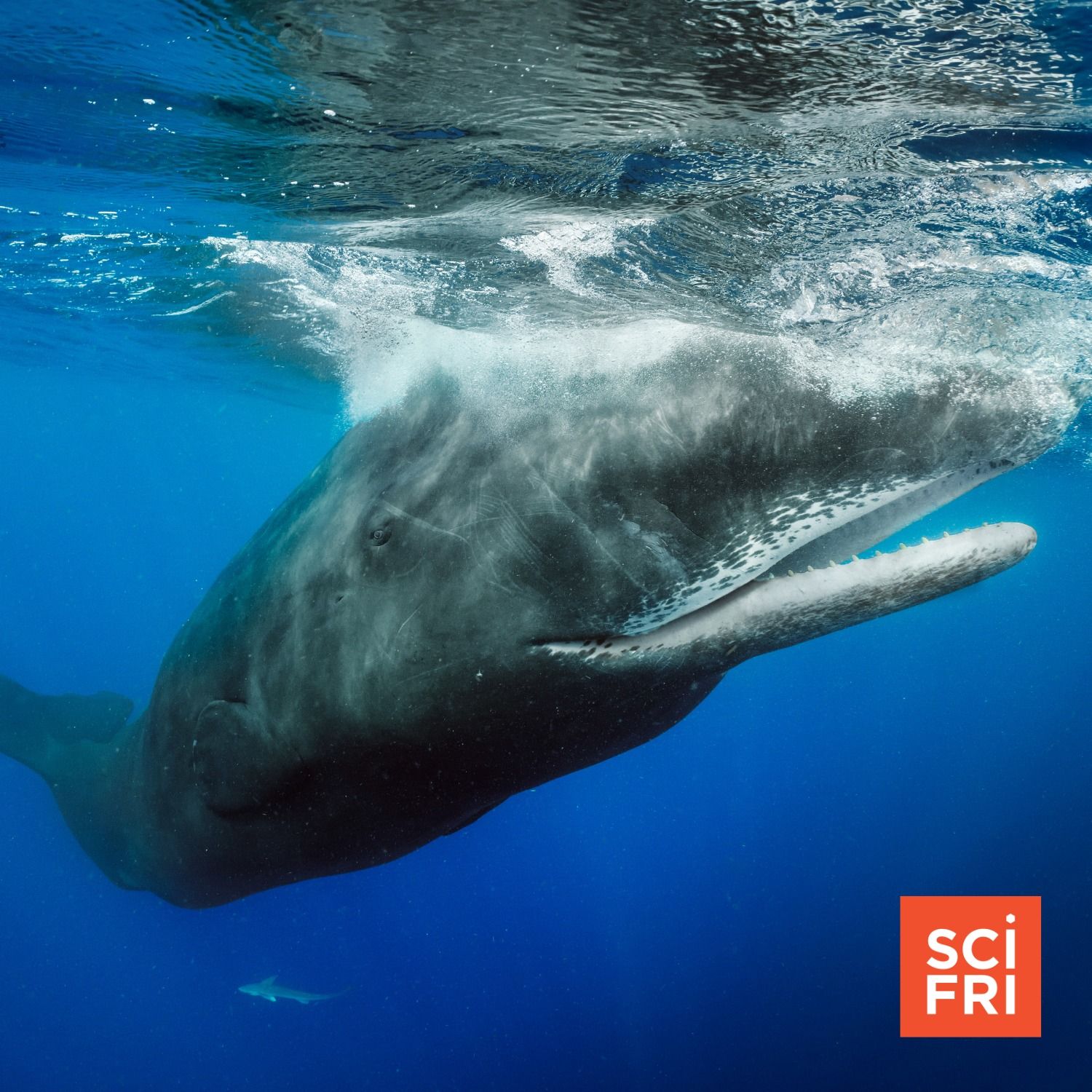 What a sperm whale’s birth tells us about whale culture