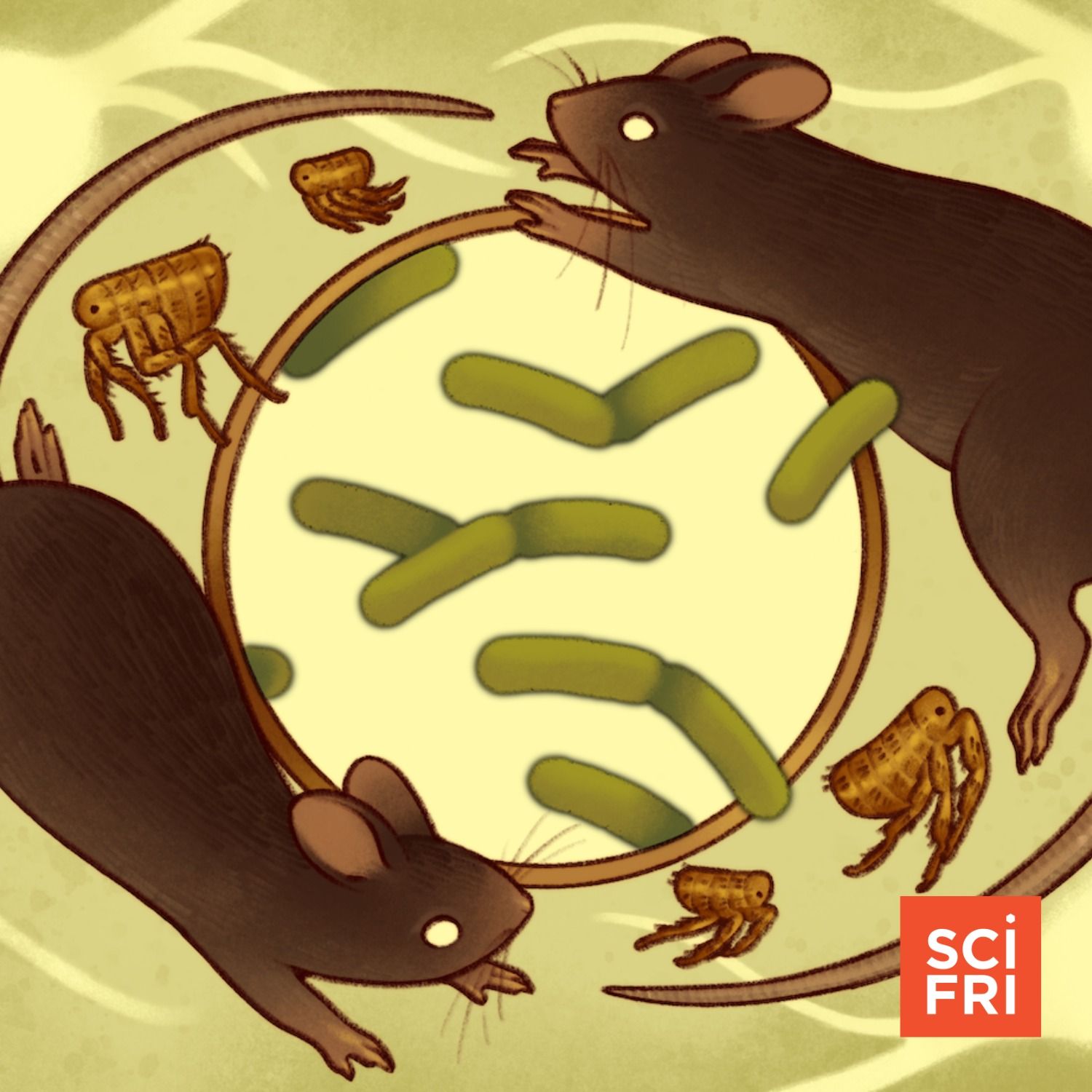 Why Is Bubonic Plague Still With Us? Why Is Bubonic Plague Still With Us?