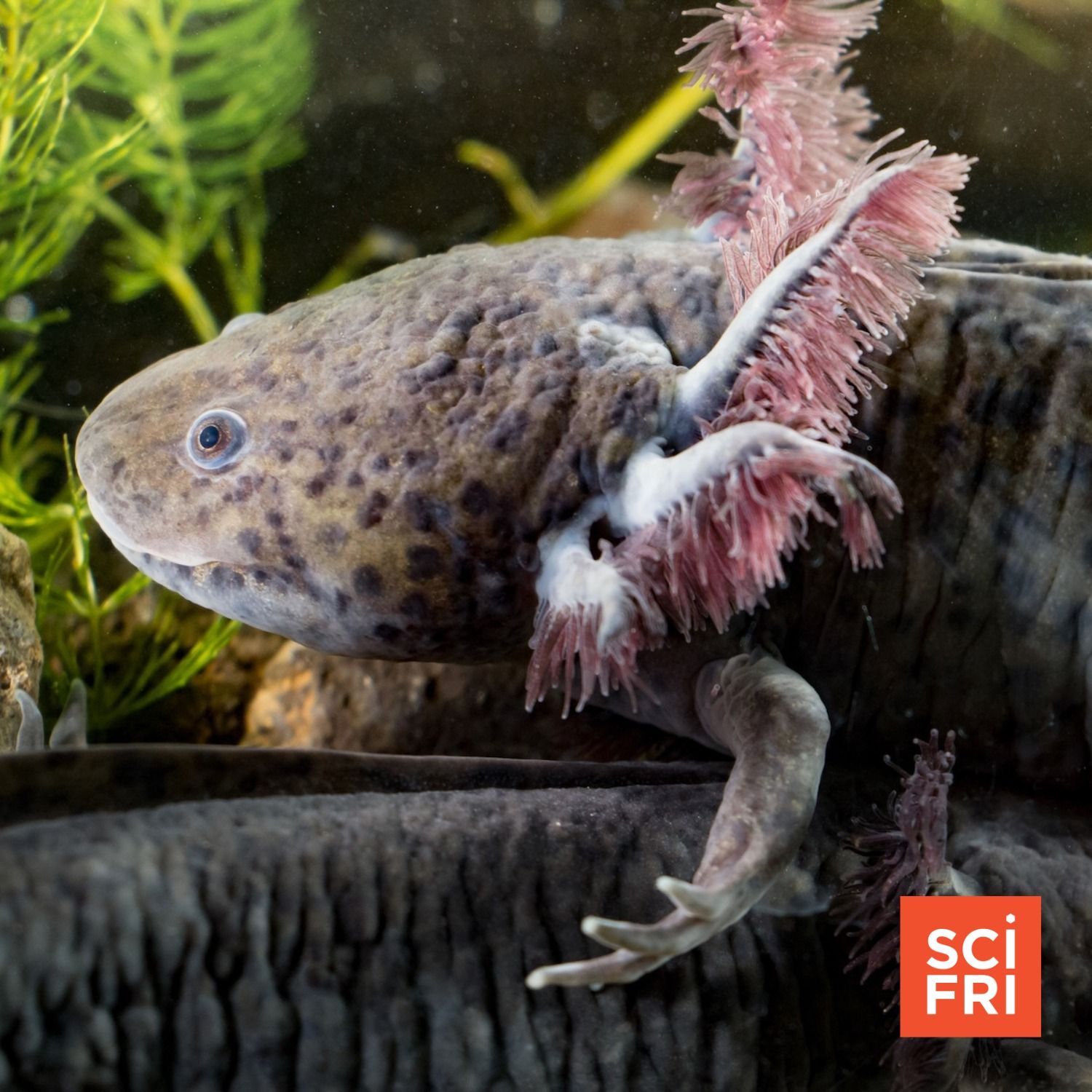 Inside The Race To Save Wild Axolotls