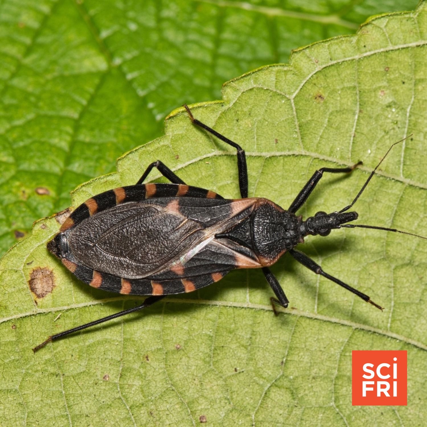 ‘The Kissing Bug’ And The Story Of A Neglected Disease