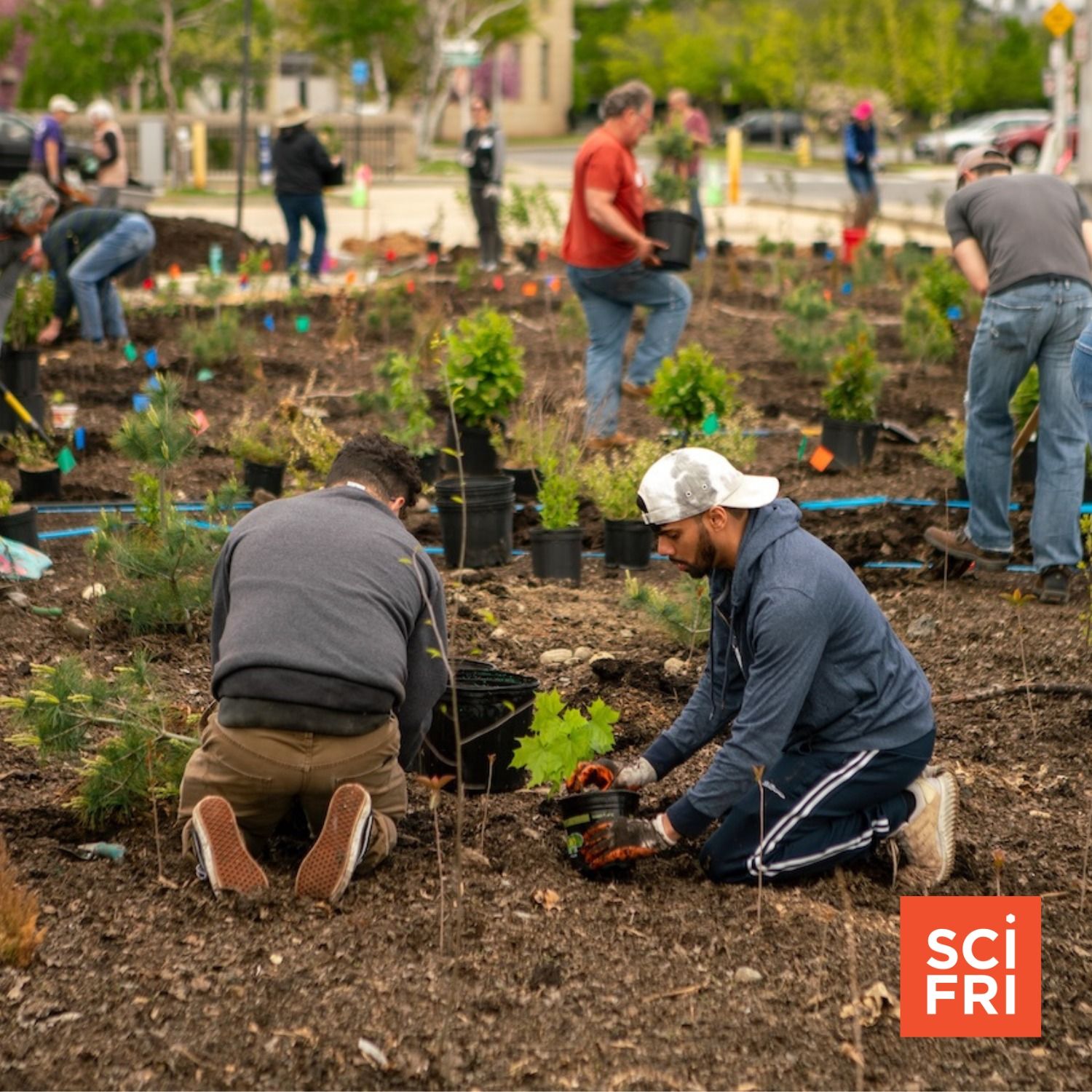 Into the Woods, From Chestnut Genetics To Tiny Forests