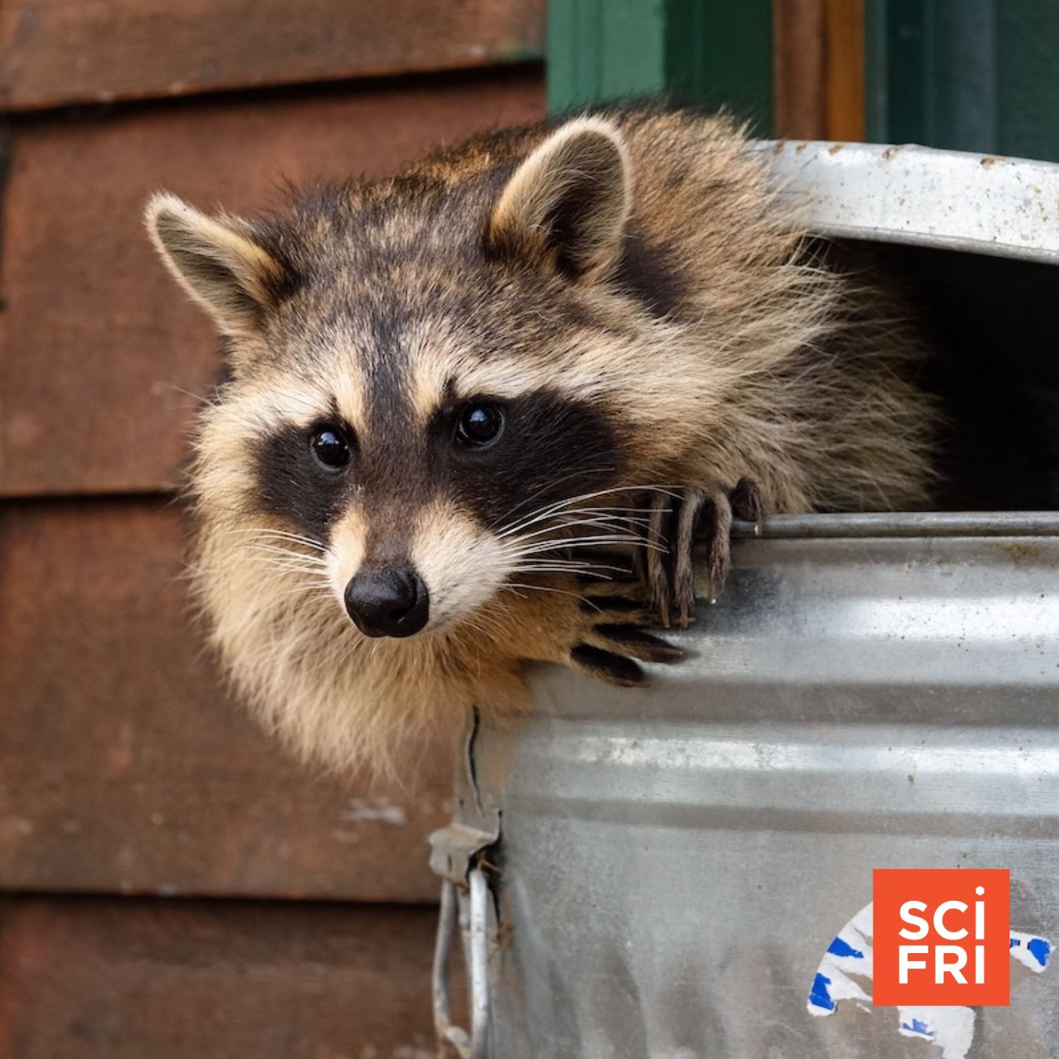 Are Raccoons On The Road To Domestication?