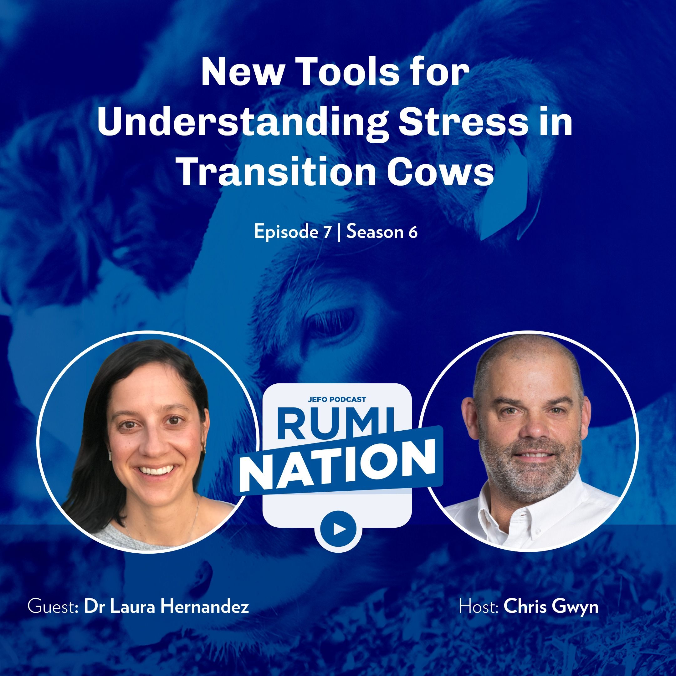 New Tools for Understanding Stress in Transition Cows