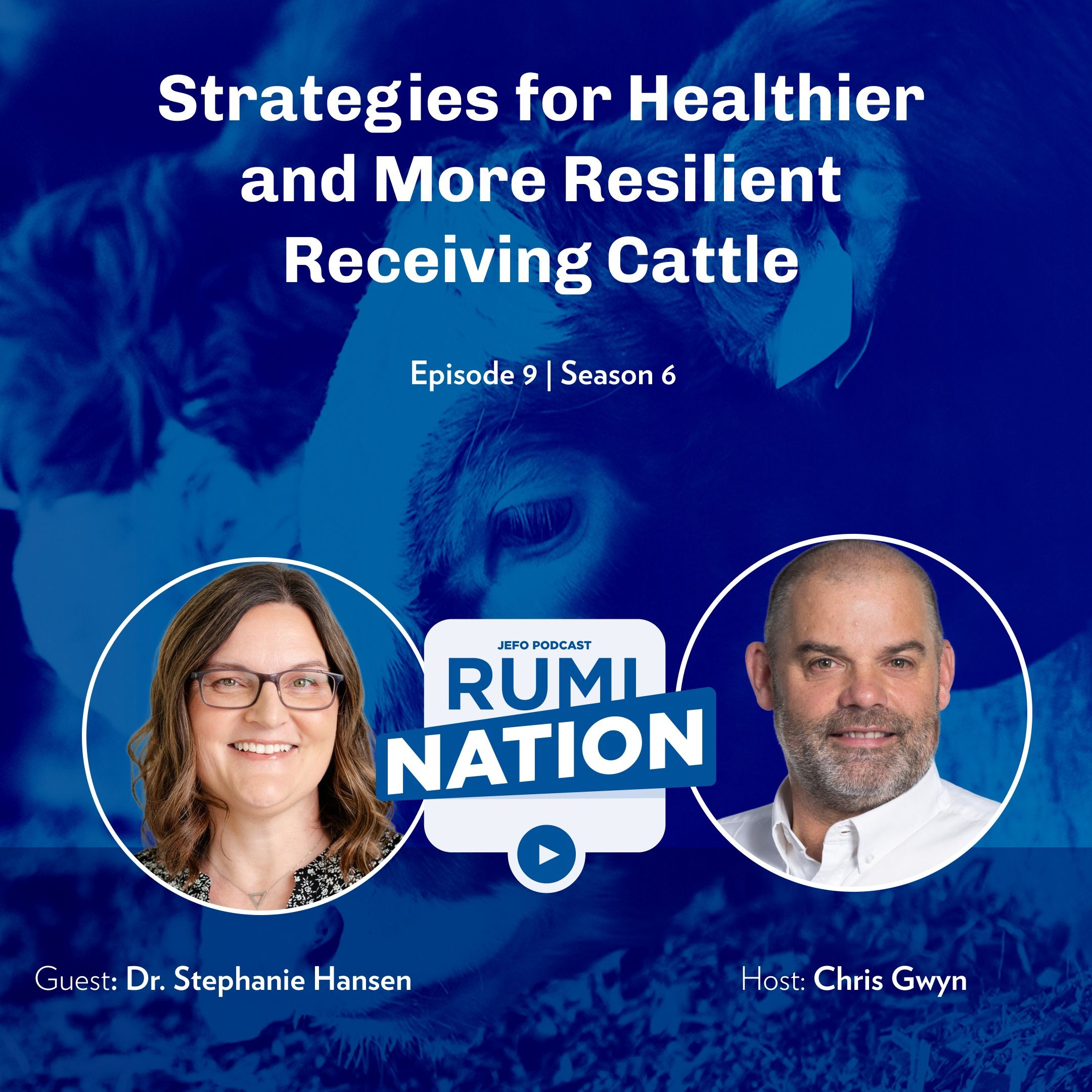 Strategies for Healthier and More Resilient Receiving Cattle