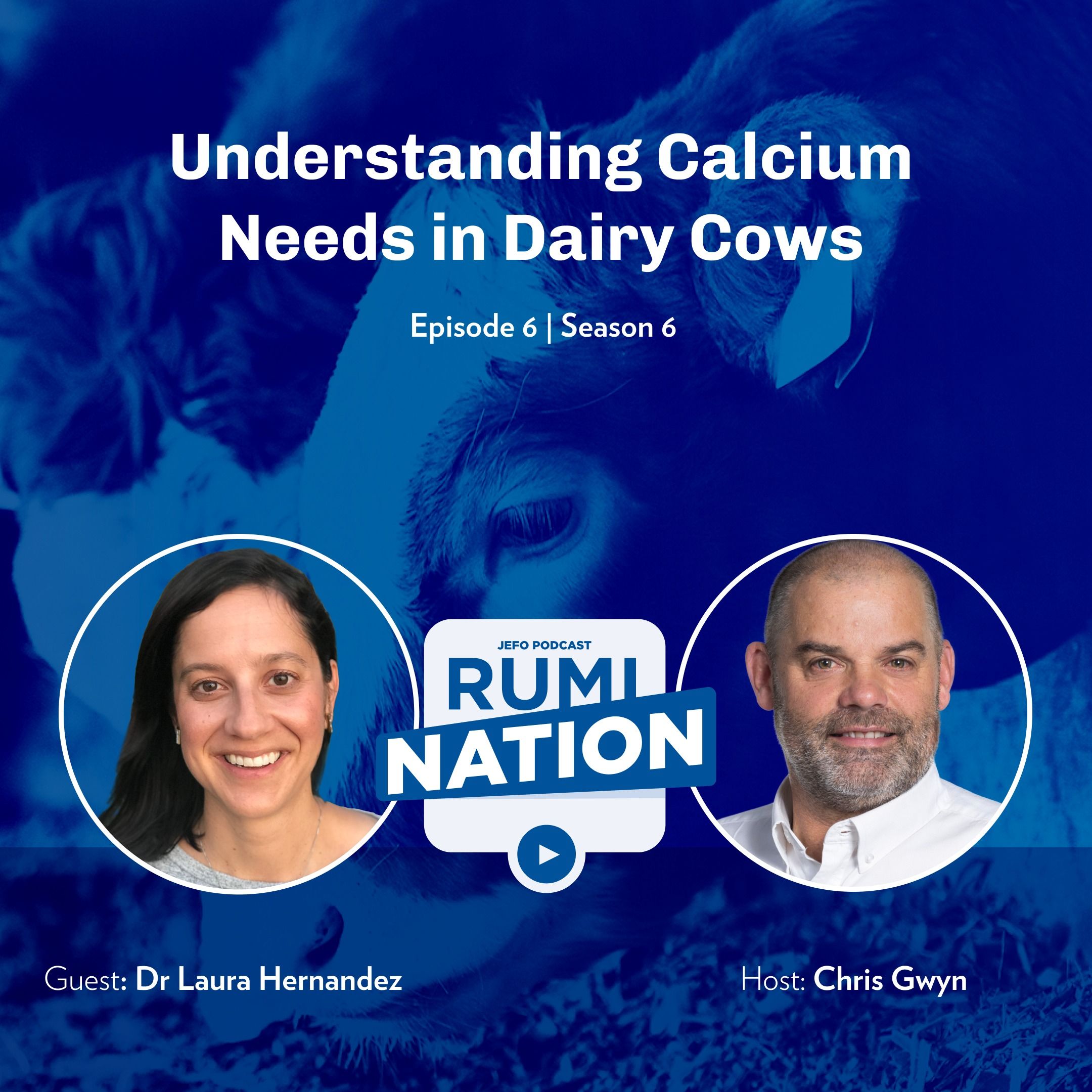 Understanding Calcium Needs in Dairy Cows