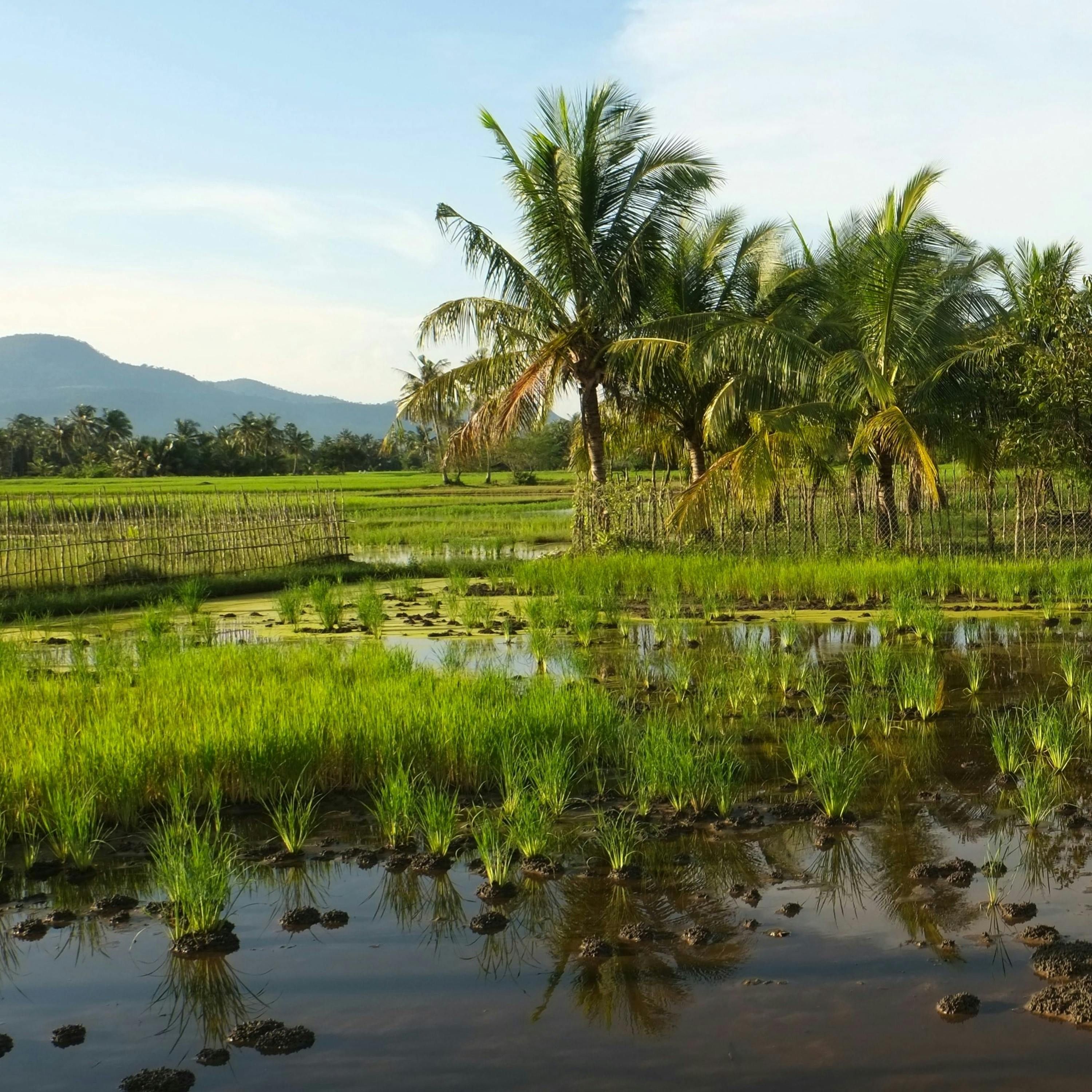 Supporting Sustainable Farming Practices in Cambodia - A/Prof Daniel Tan episode artwork