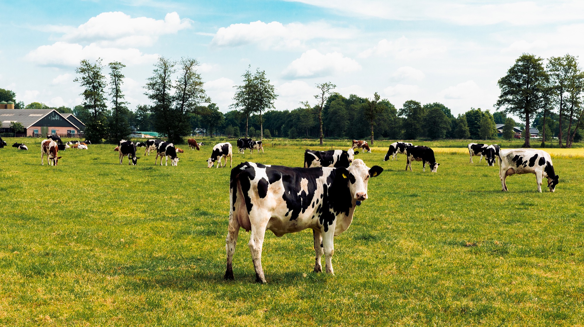 Special: Het vee en de Veluwe: minister moet twaalf keer meer boeren uitkopen dan ze nu van plan is