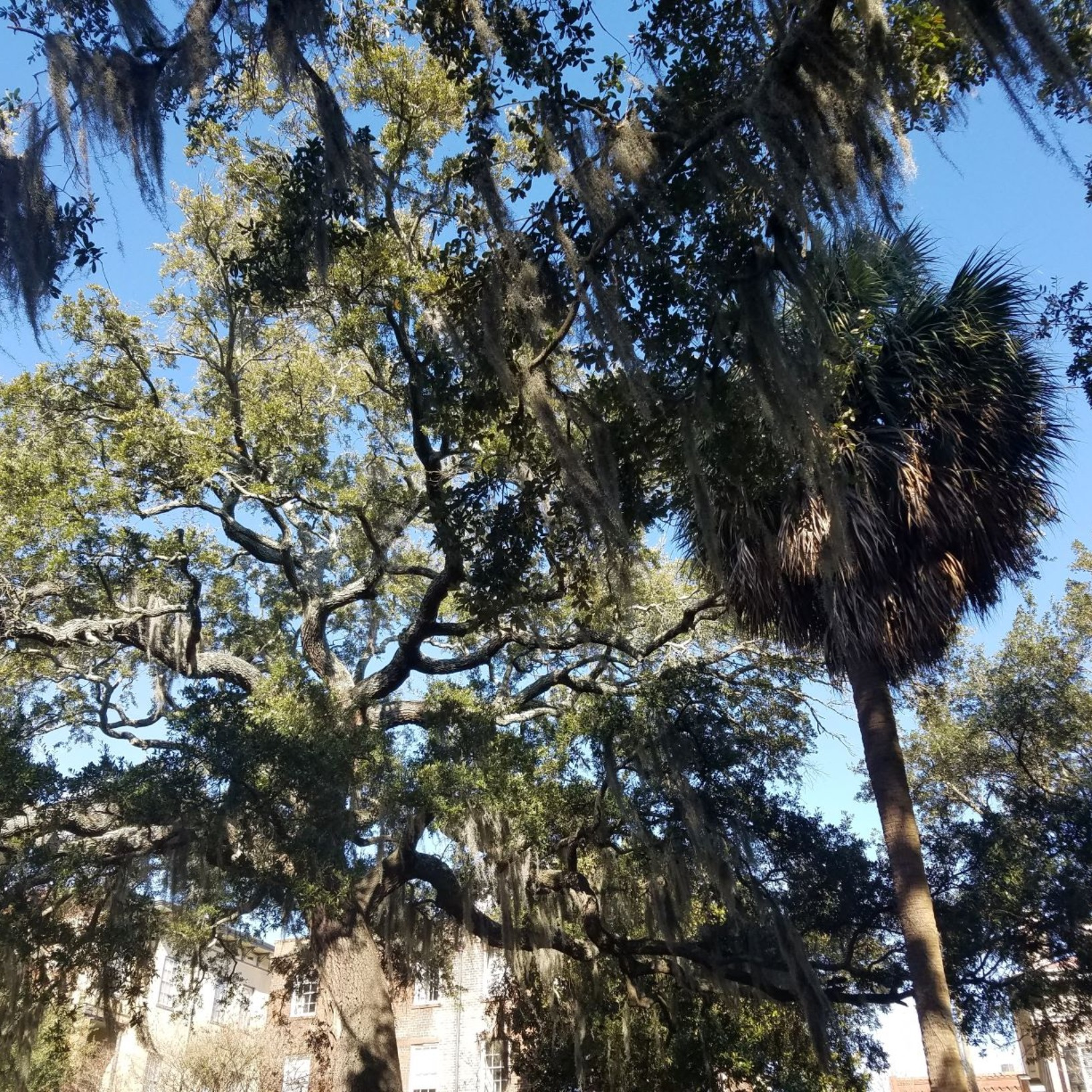 The Oak Tree & Your Business