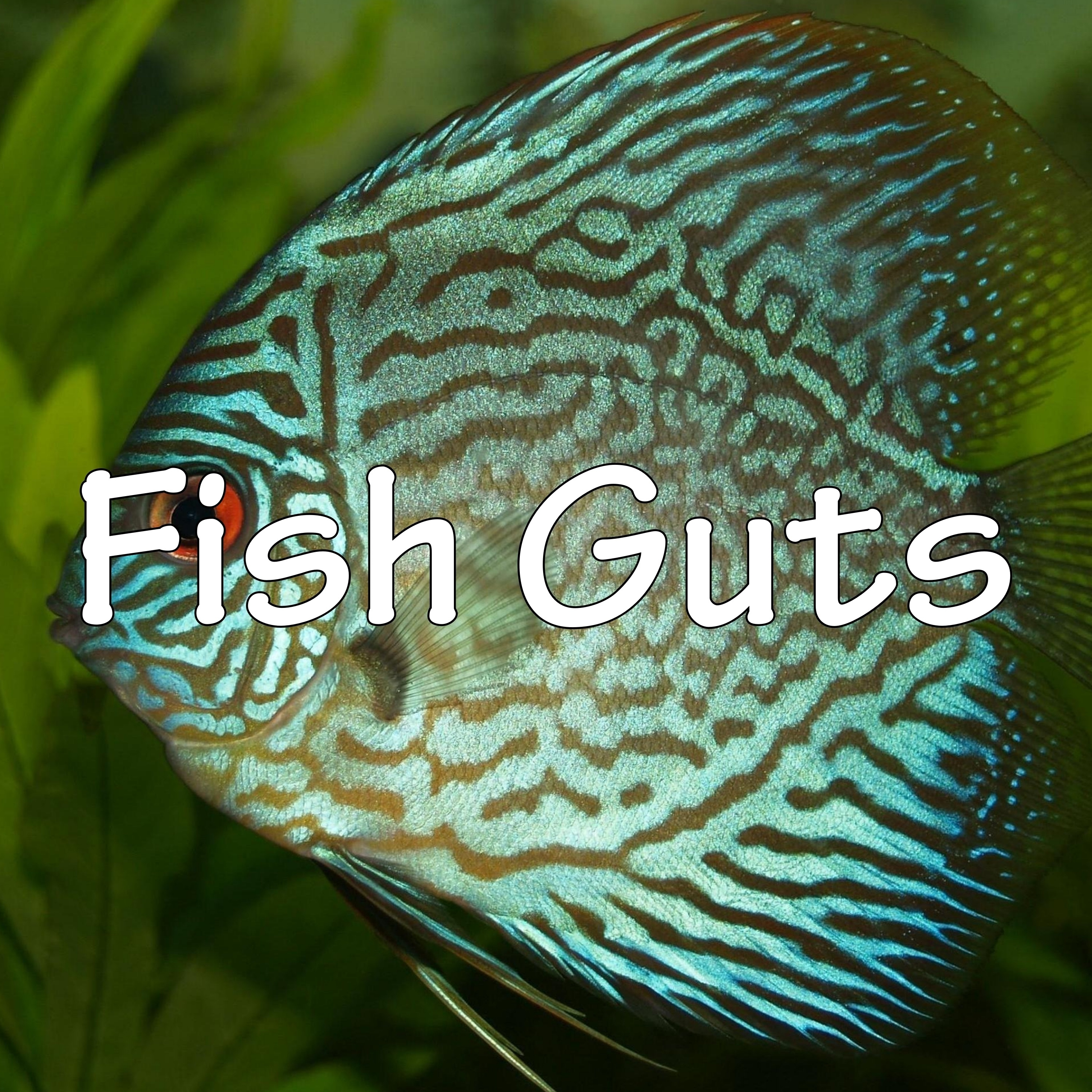 Fish Guts episode artwork