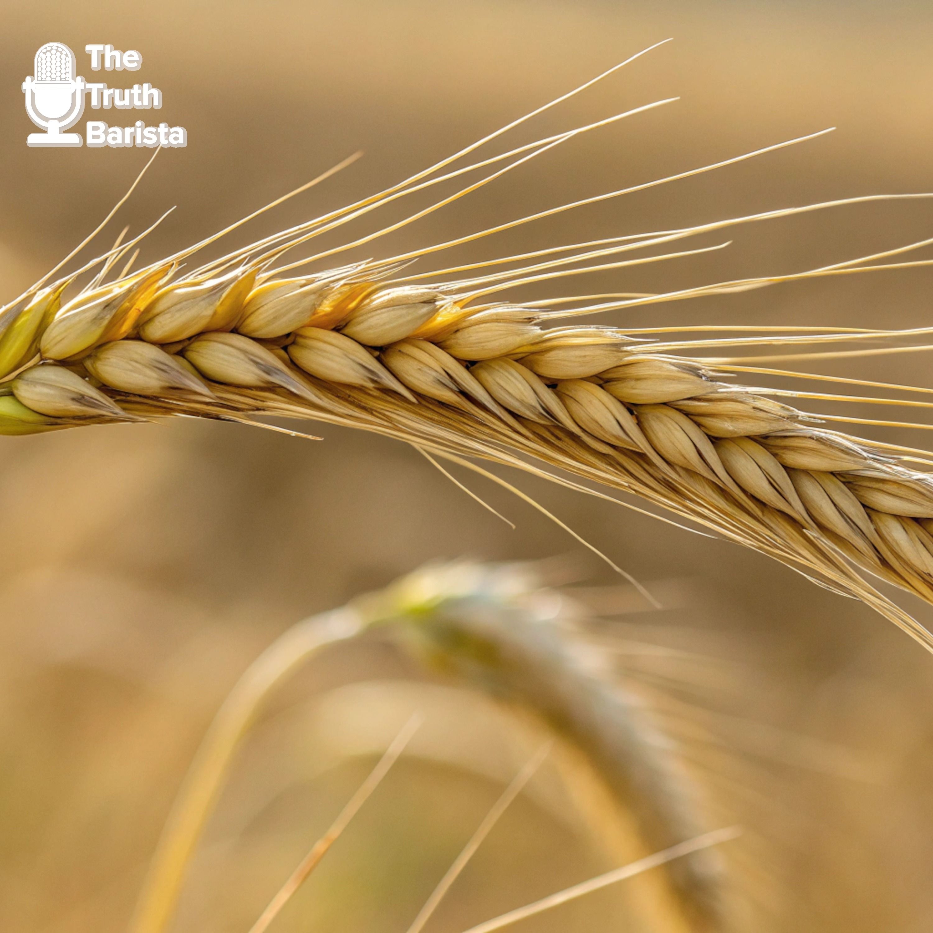 Charlie Kirk … A Grain of Wheat episode artwork