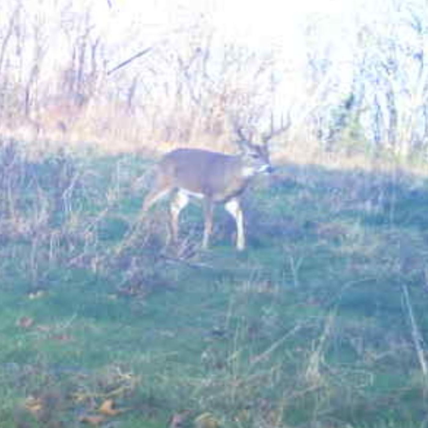 How Are Trail Cameras Influencing Your Hunting? Be Honest.