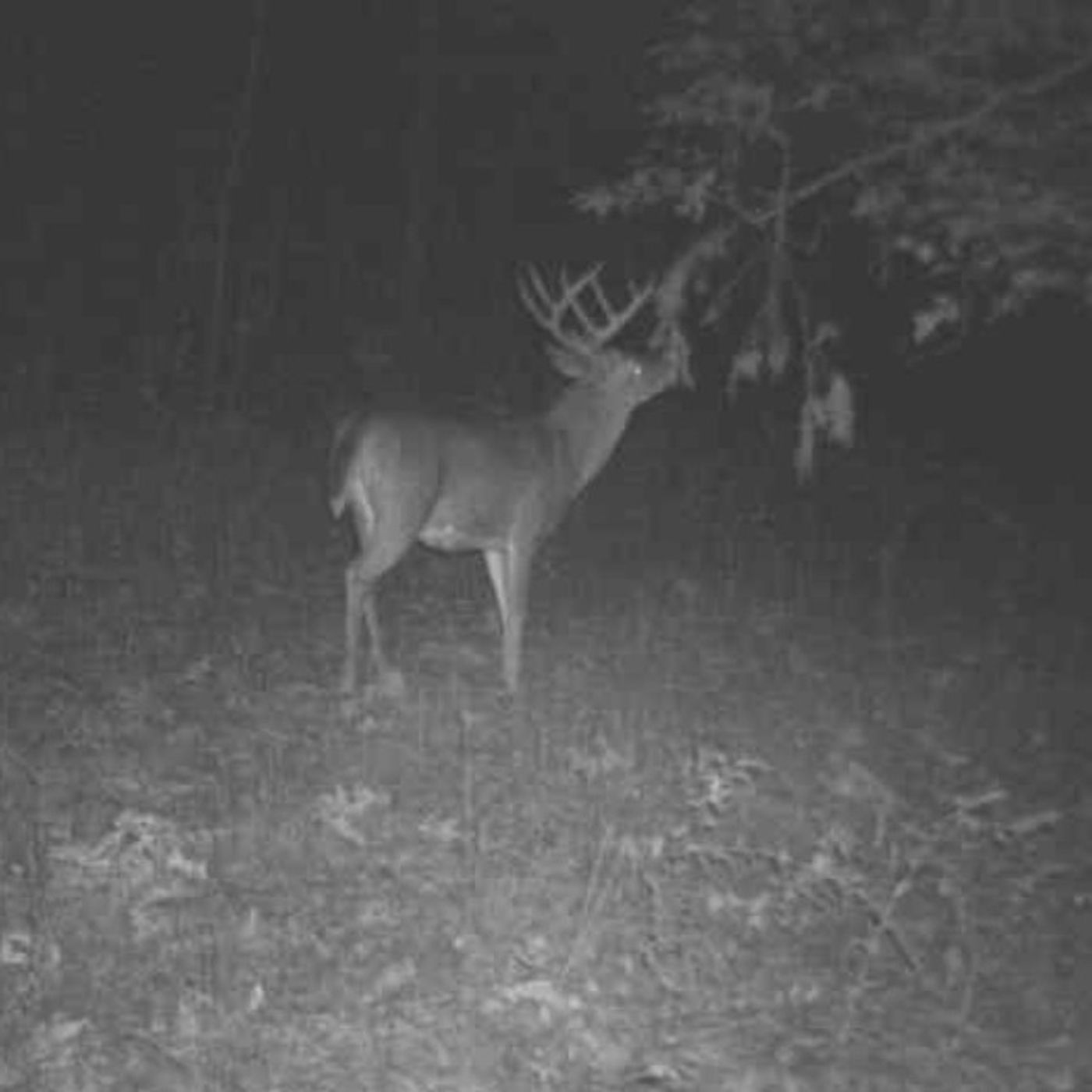 4 Pre-Rut Essentials