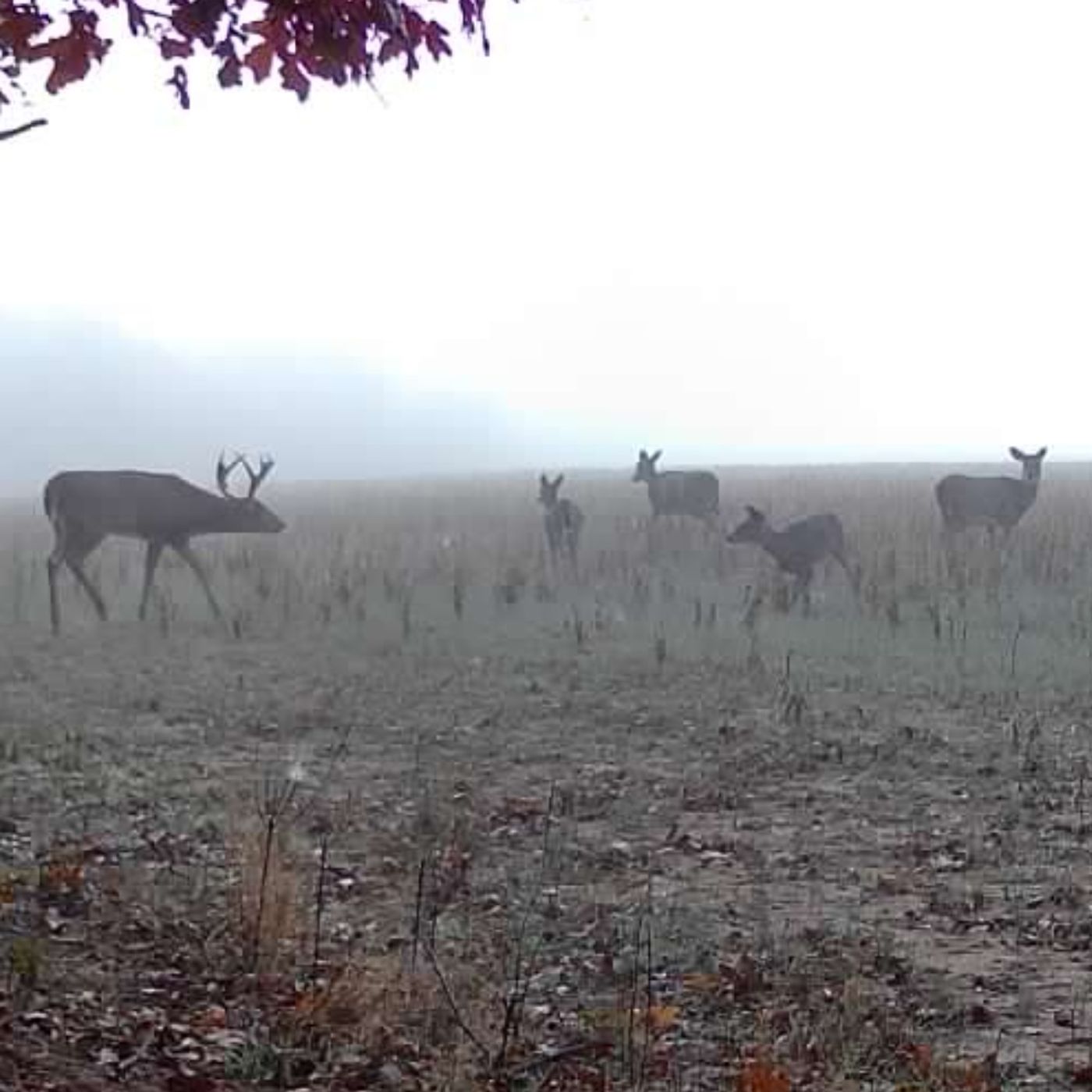 Know Your Neighbors: Mark Williams - Whitetail Properties