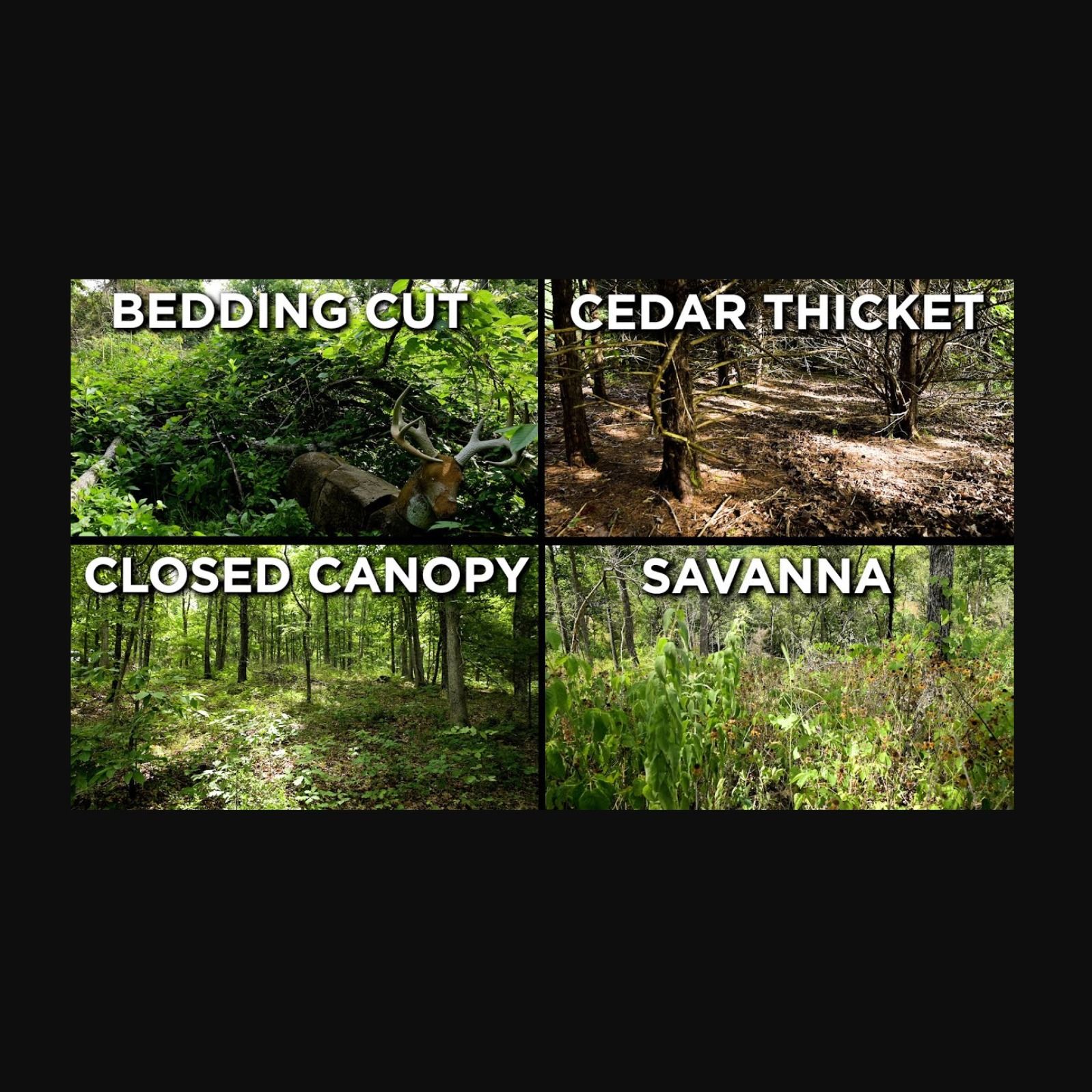 What is the Best Cover for Whitetail Deer?! Land Beat Q&A