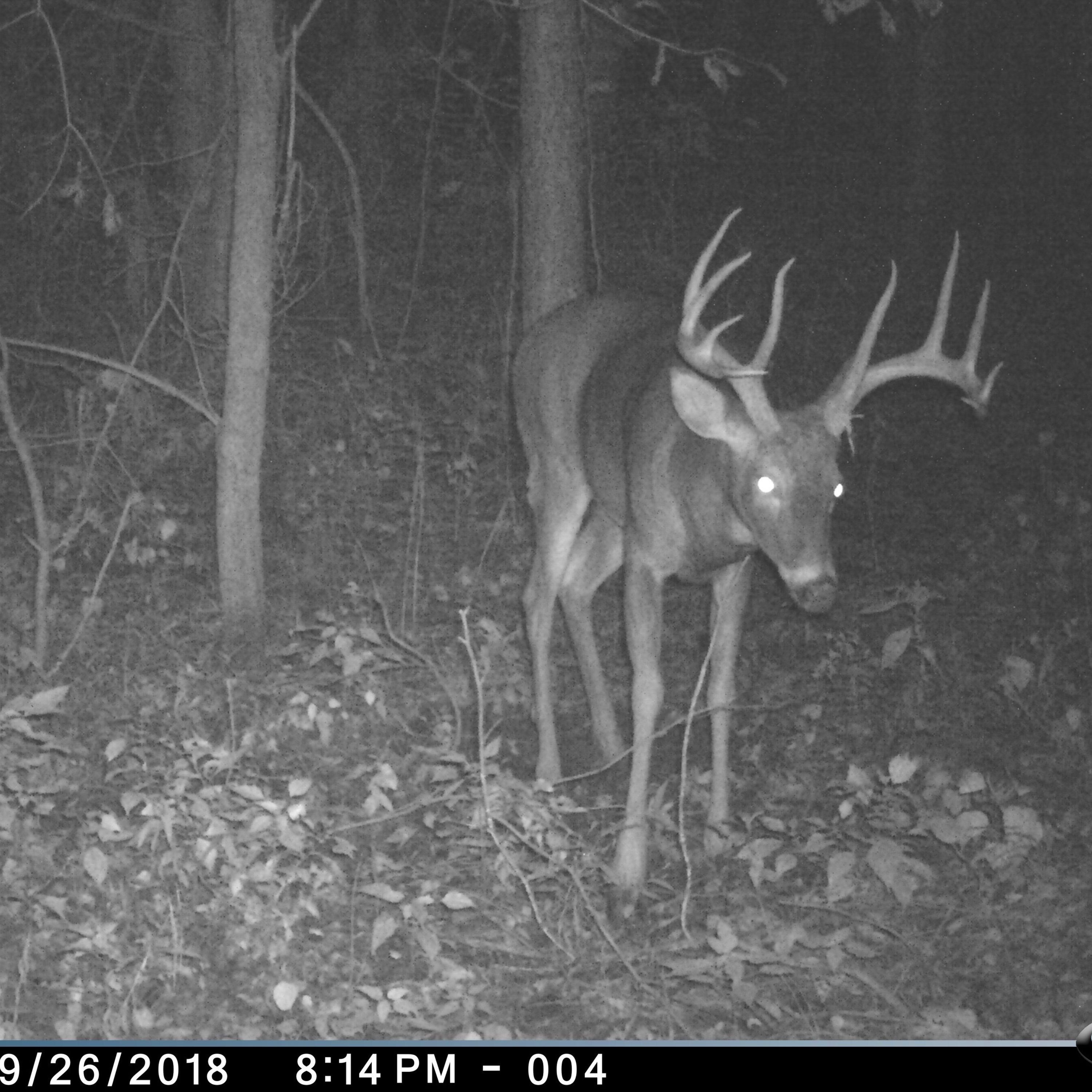 Who's the Father? A Dive into How Successful Bucks are at Breeding