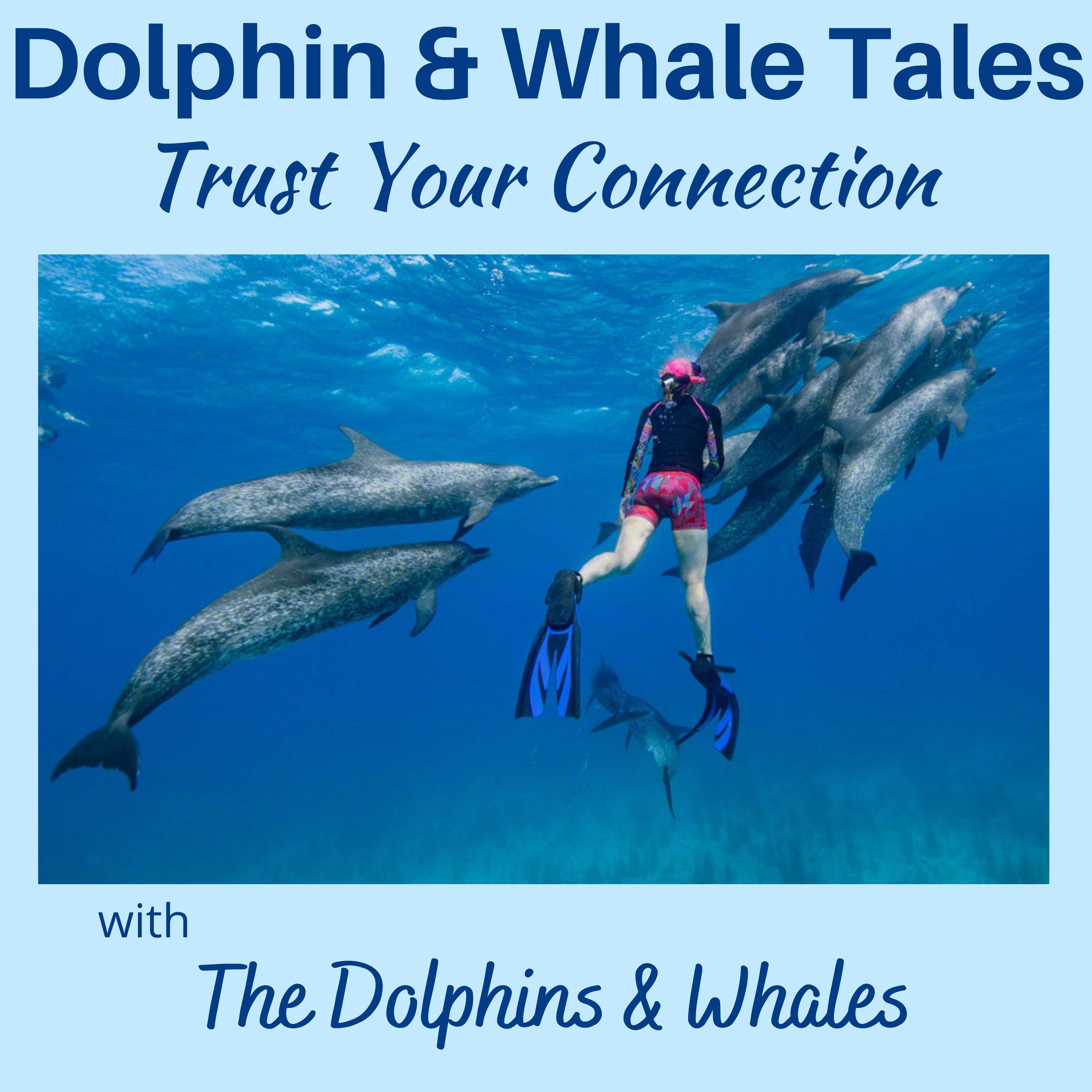 17  Trust your Connection with the Dolphins & Whales