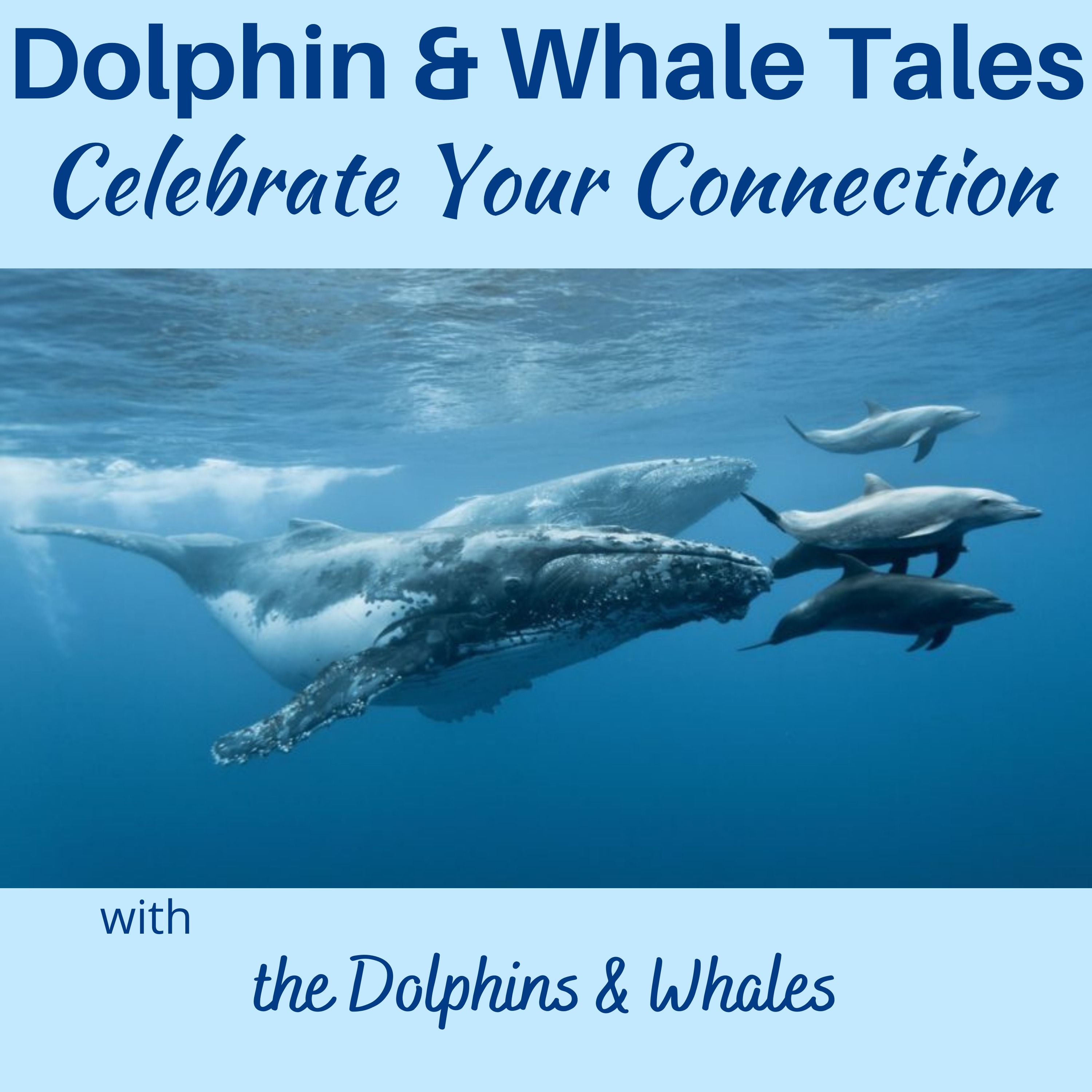 2 Celebrate your Connection with Dolphins and Whales