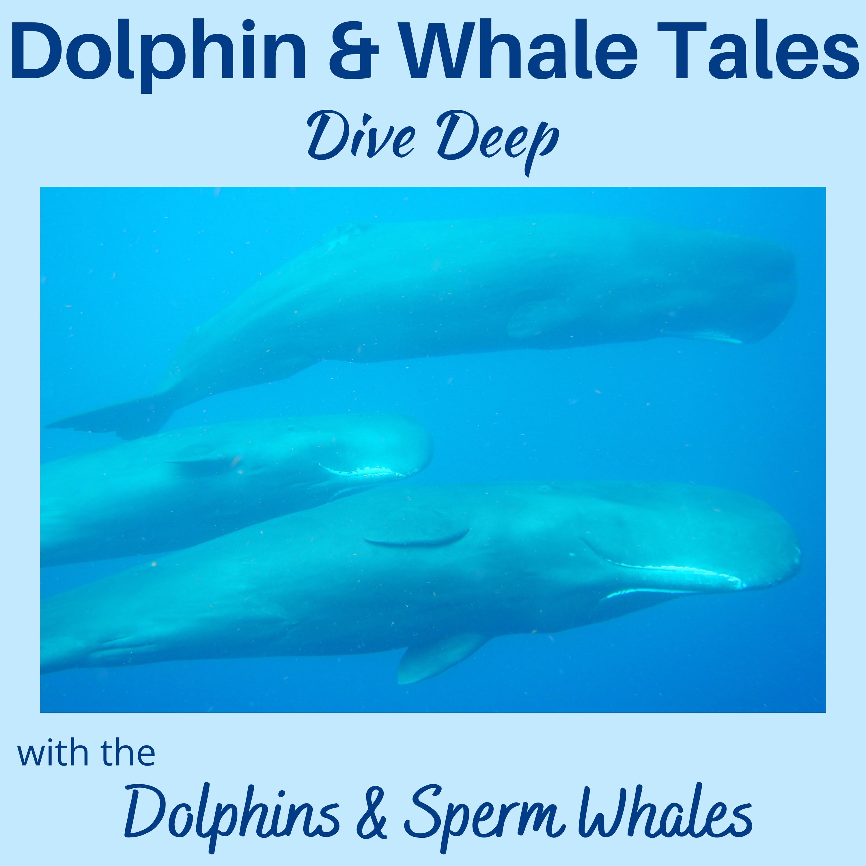 9  Dive Deep with the Dolphins & Sperm Whales