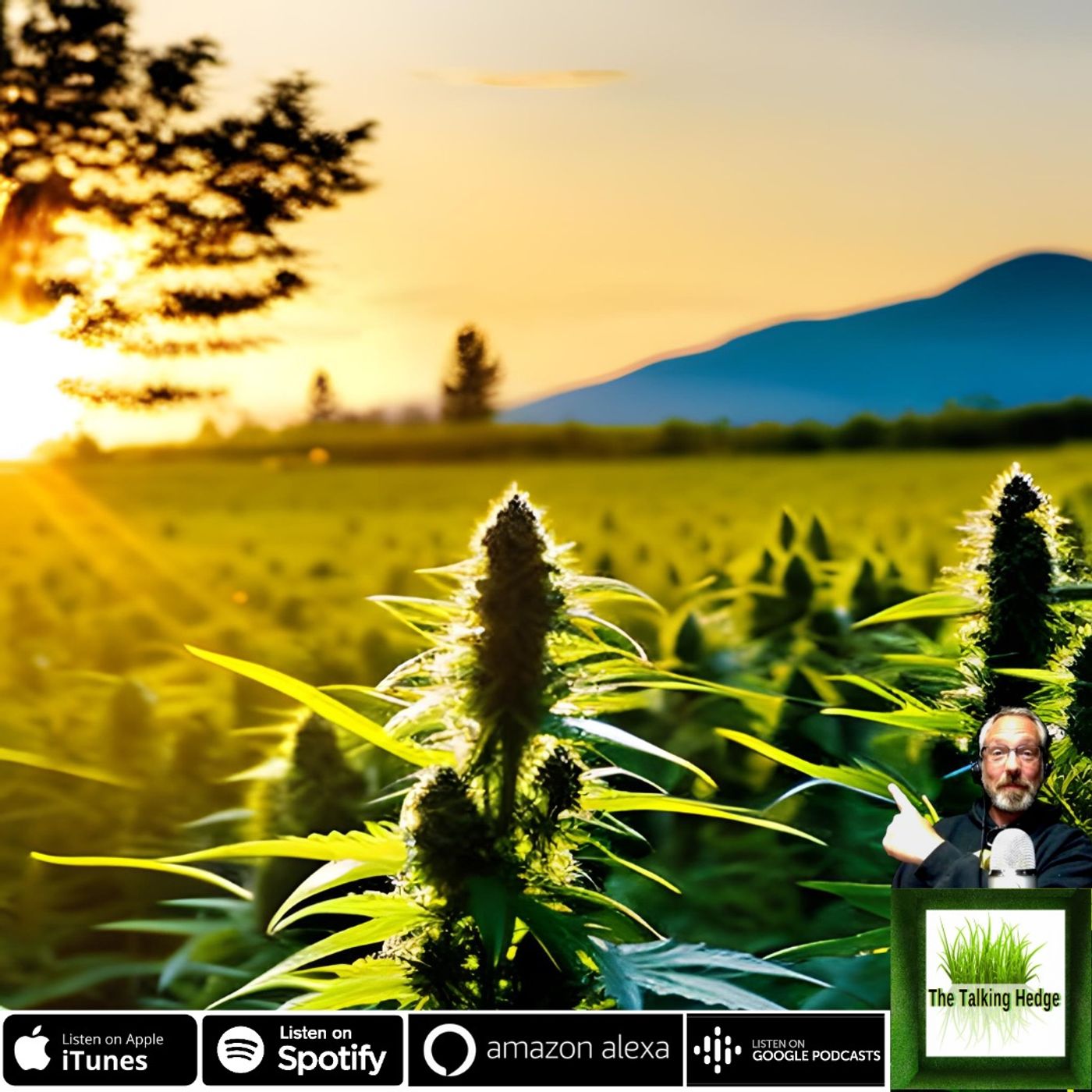 What if Cannabis Regulation Wasn't a Factor