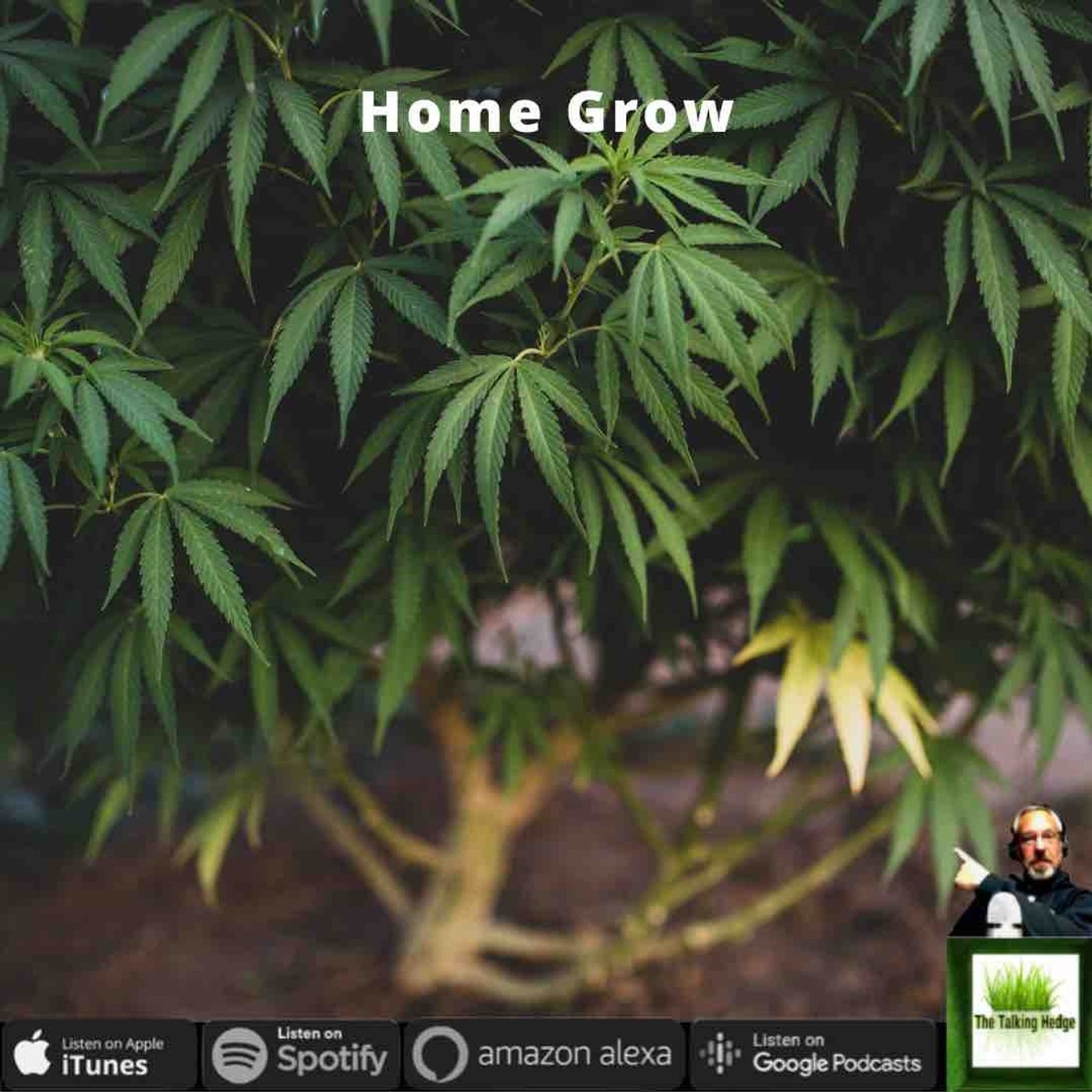 West Coast Cannabis Home Grow Update
