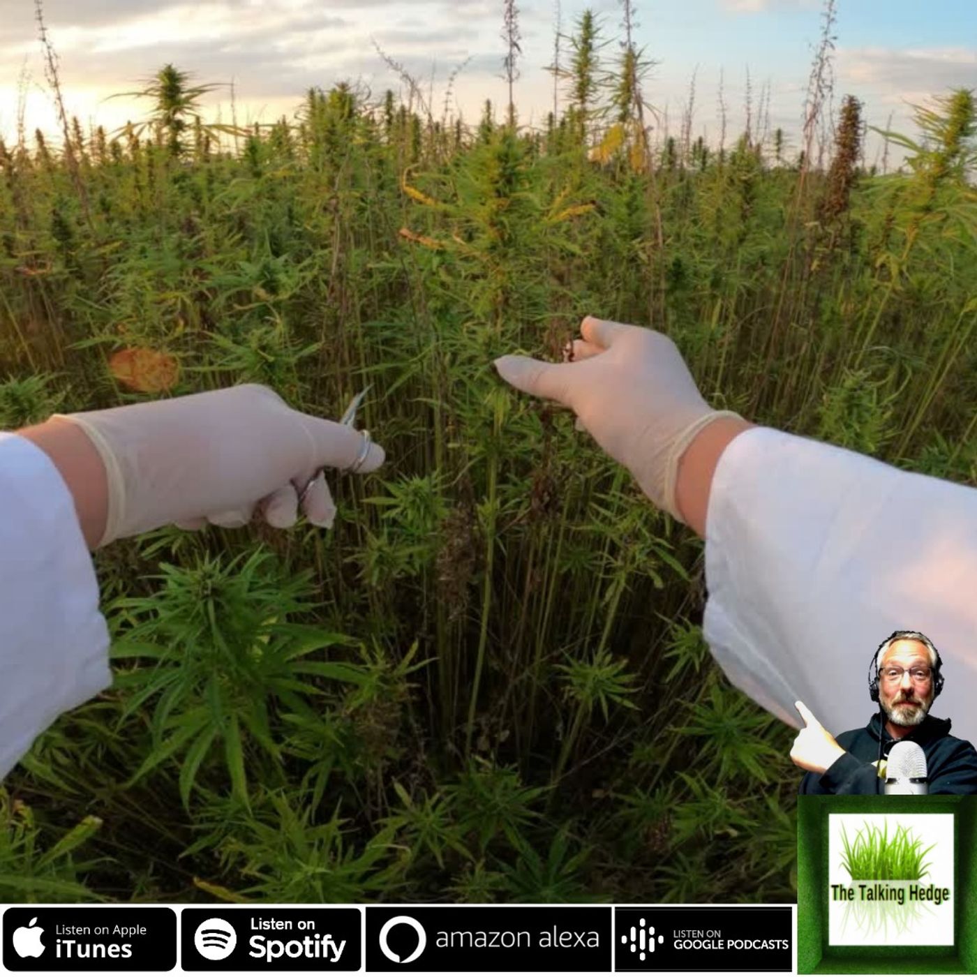 The Science of Cannabis