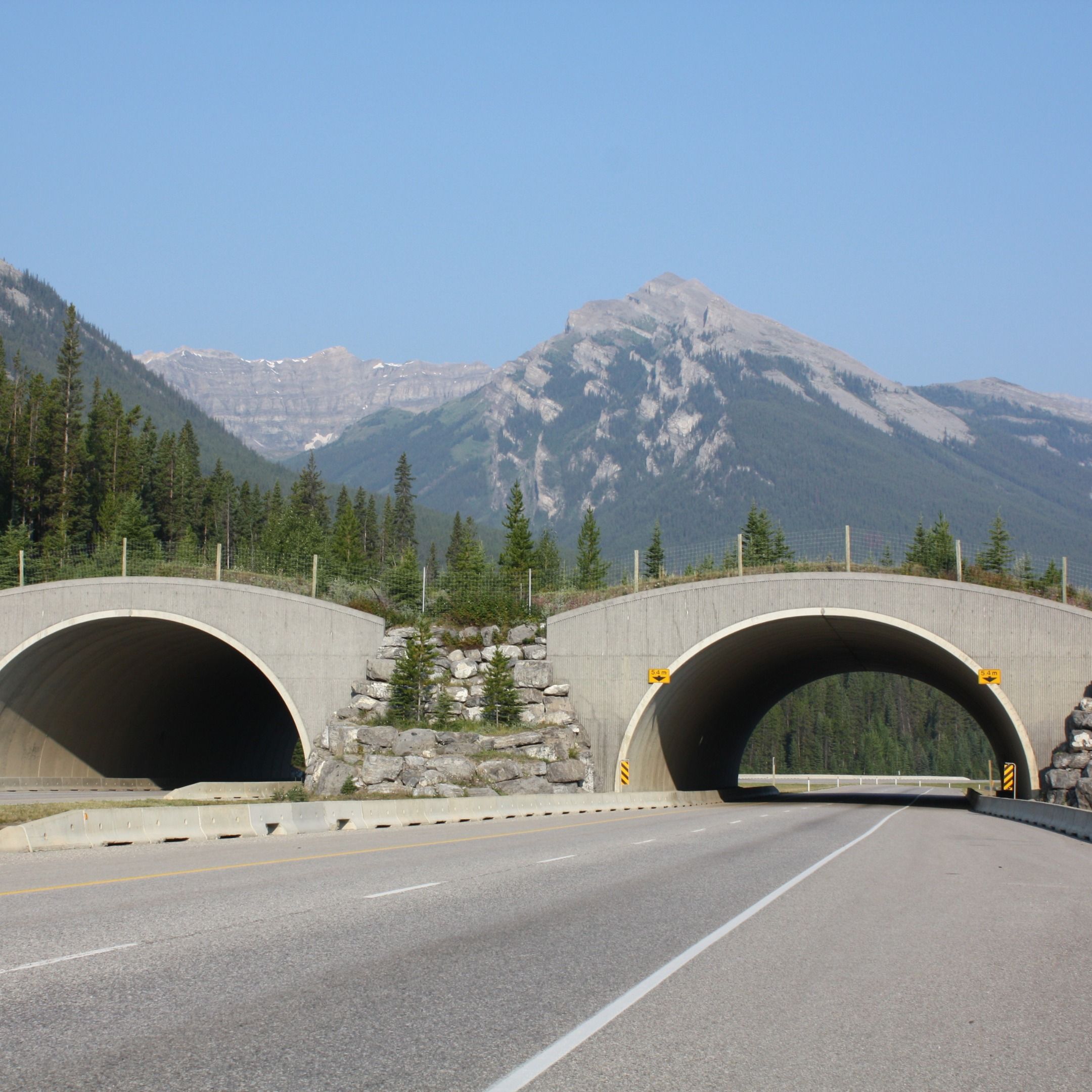 Making Roads Safer for Wildlife and People