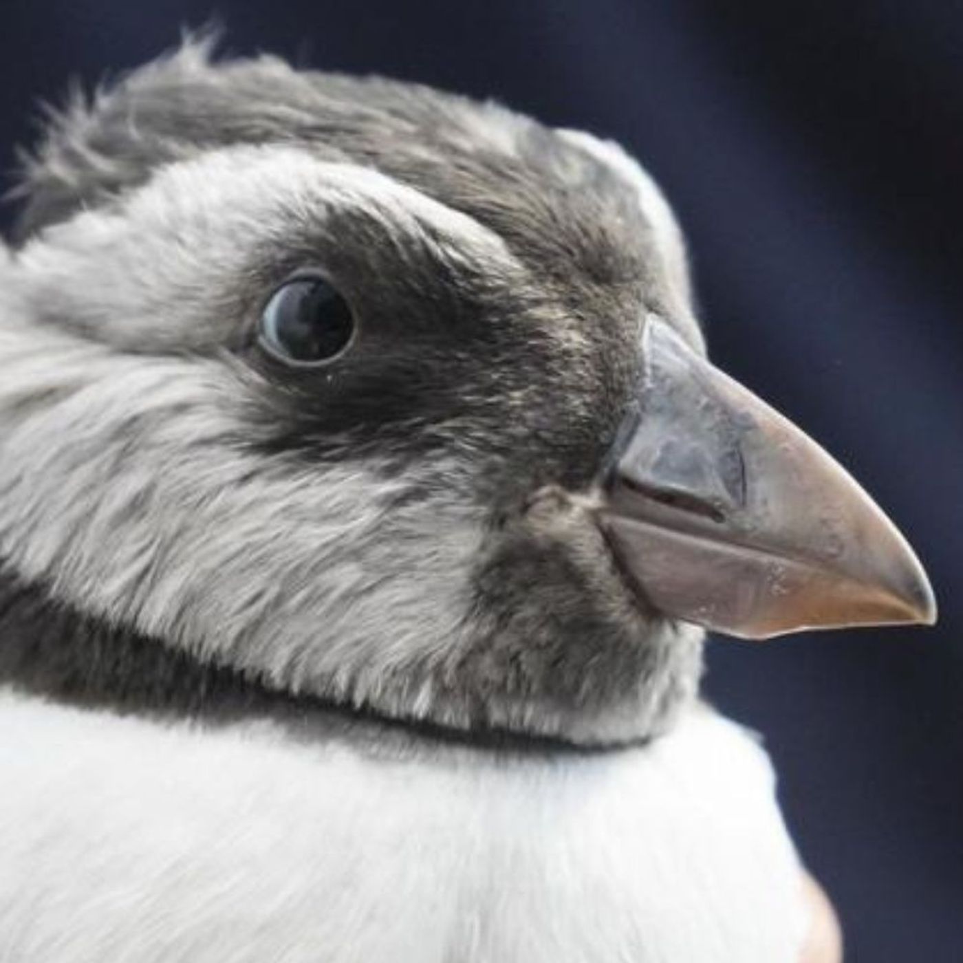 Puffling Patrol