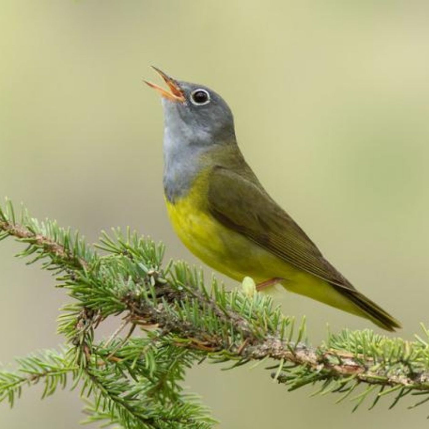 Connecticut Warbler