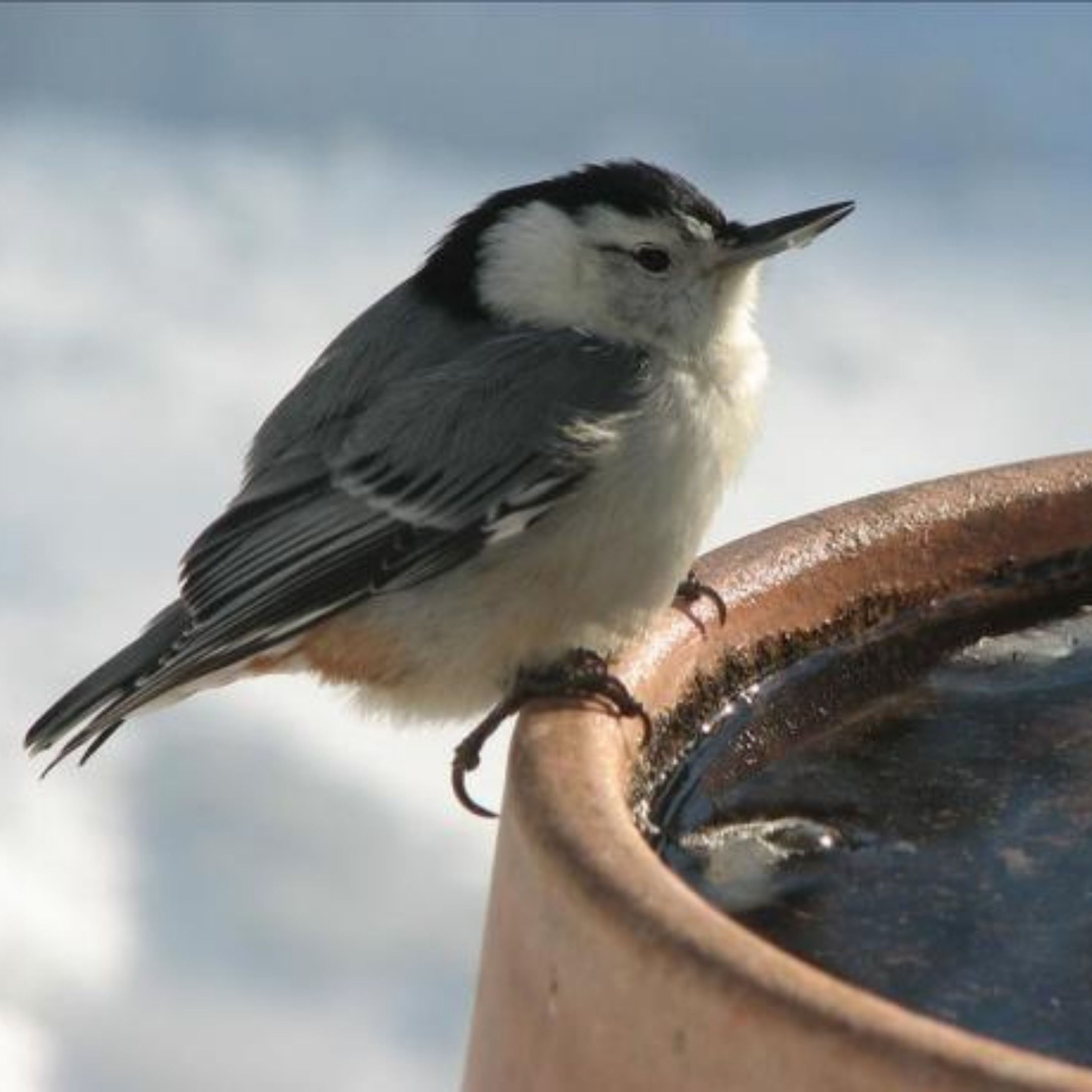 Birdbaths in Winter