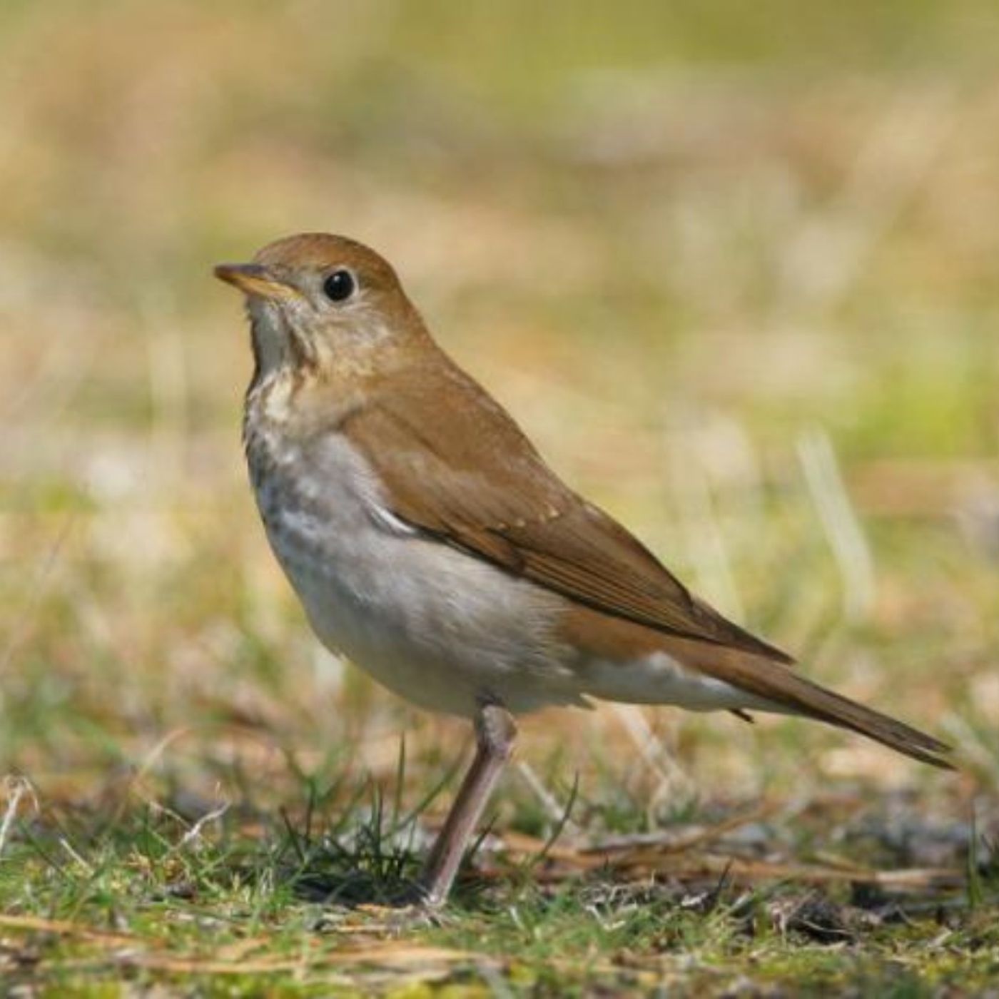 Three Brown Thrushes