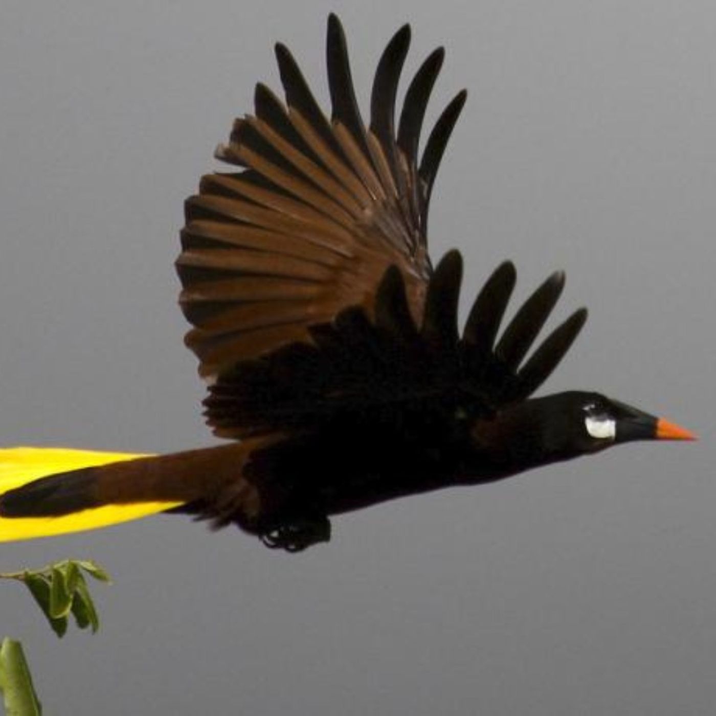 Montezuma Oropendola - The Golden Pendulum