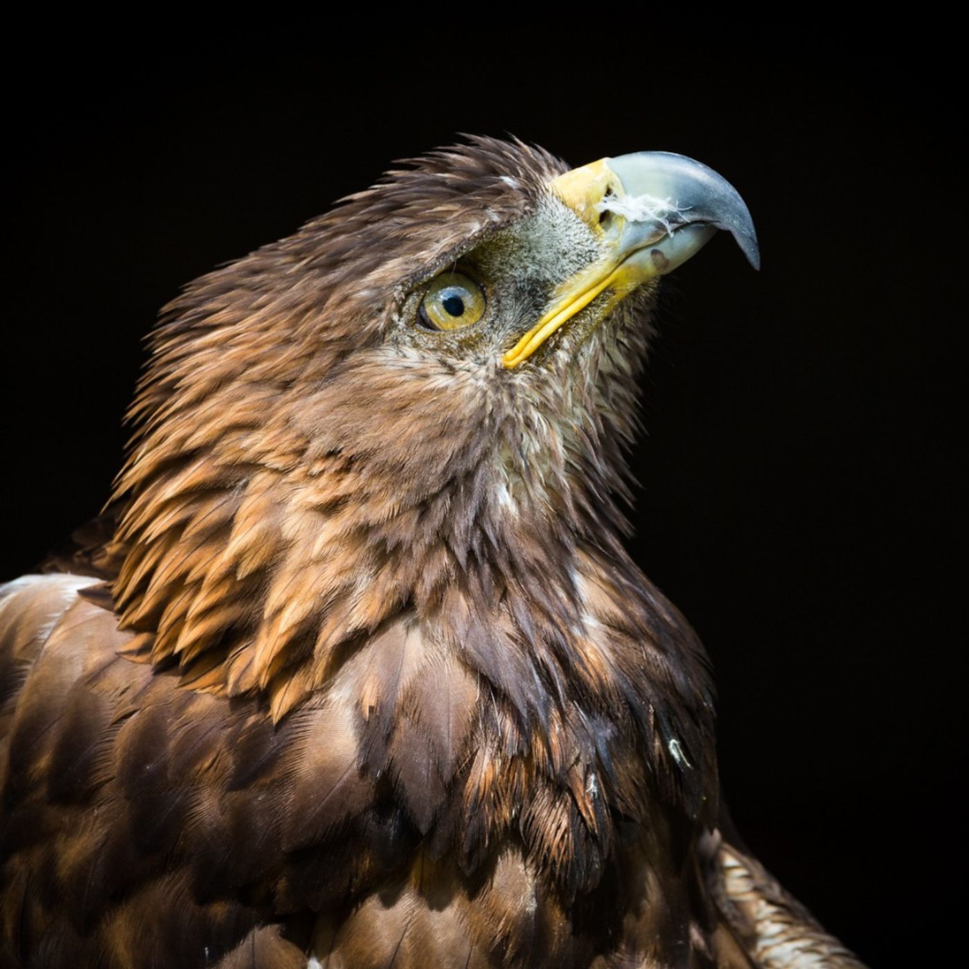 Golden Eagle: From Aztec Legend to the Steppes of Kazakhstan Golden Eagle: From Aztec Legend to the Steppes of Kazakhstan
