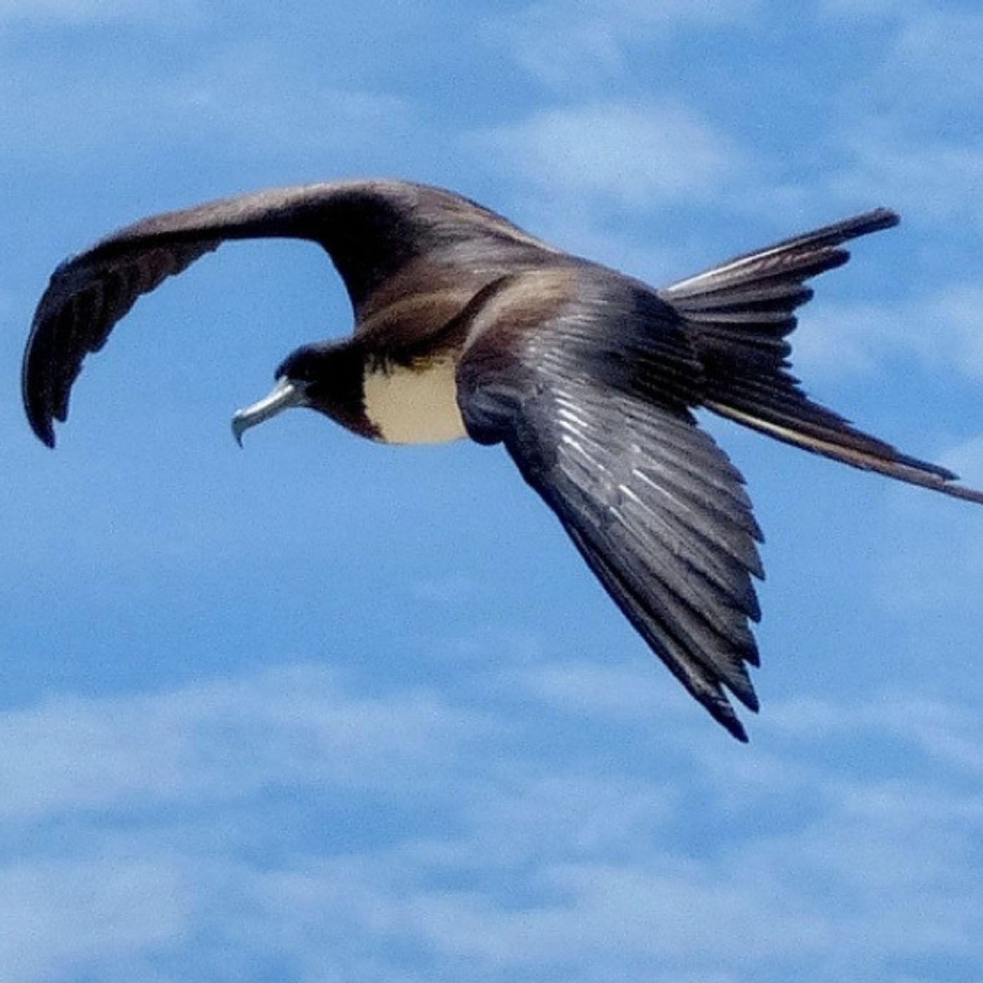 Sleeping on the Wing