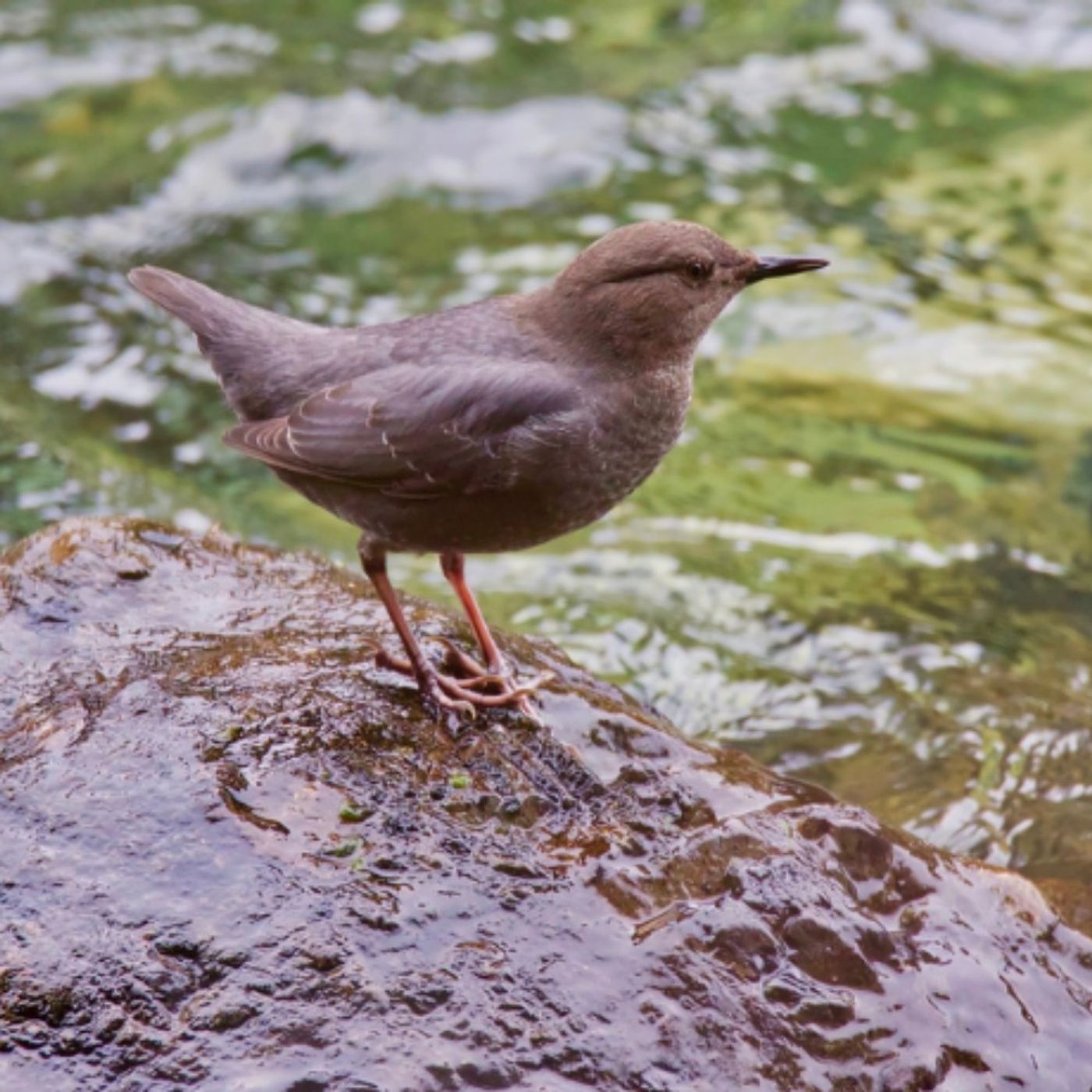 River Rapids, Dippers and Ducks