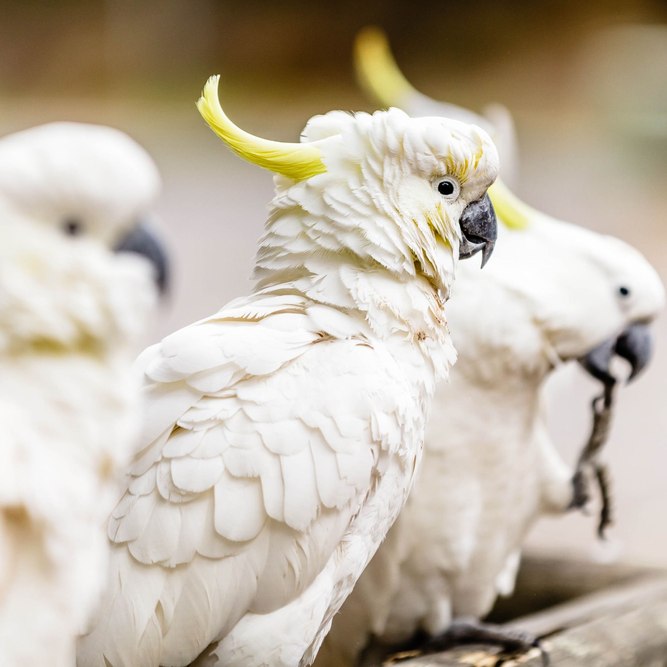 Cockatoos and People Trying to Outwit Each Other