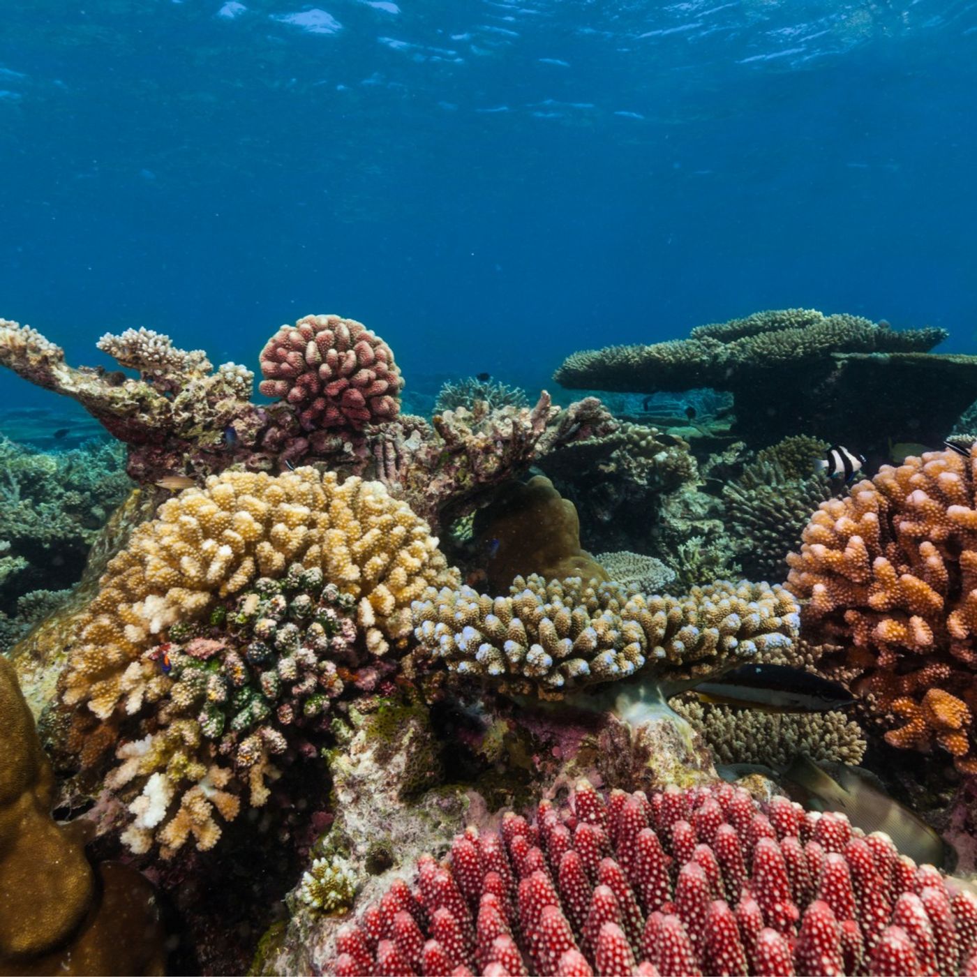 How Birds Can Help Coral Reefs Recover