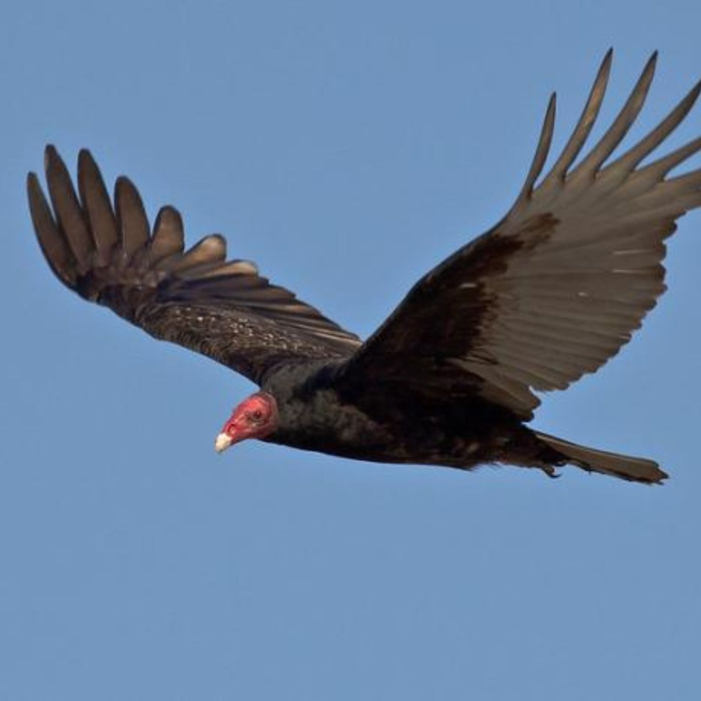 Turkey Vulture - Sky Sailor