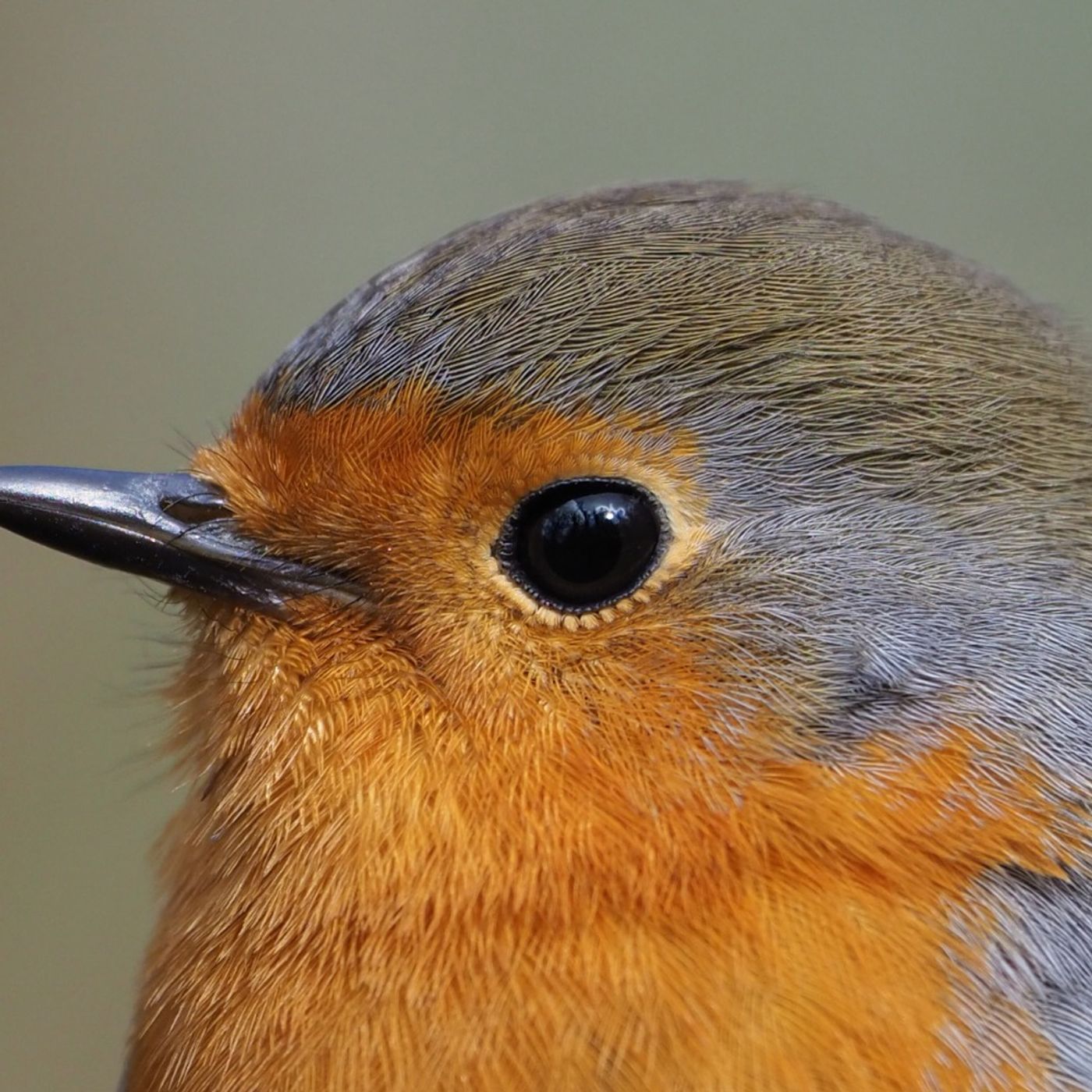 Migrations: Can Birds 'See' Magnetic Fields?
