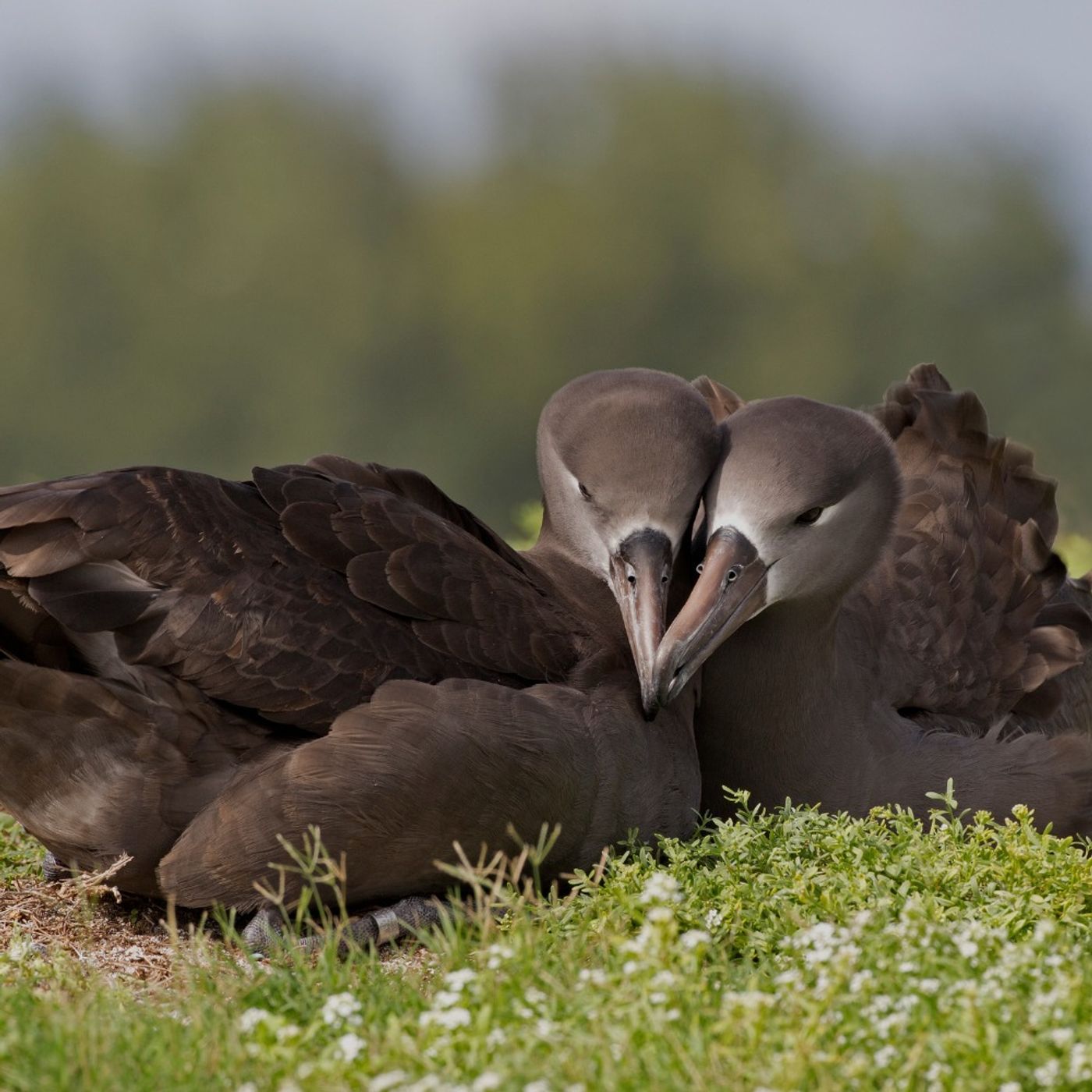 Bruno & La Güera: An Albatross Love Story Bruno & La Güera: An Albatross Love Story